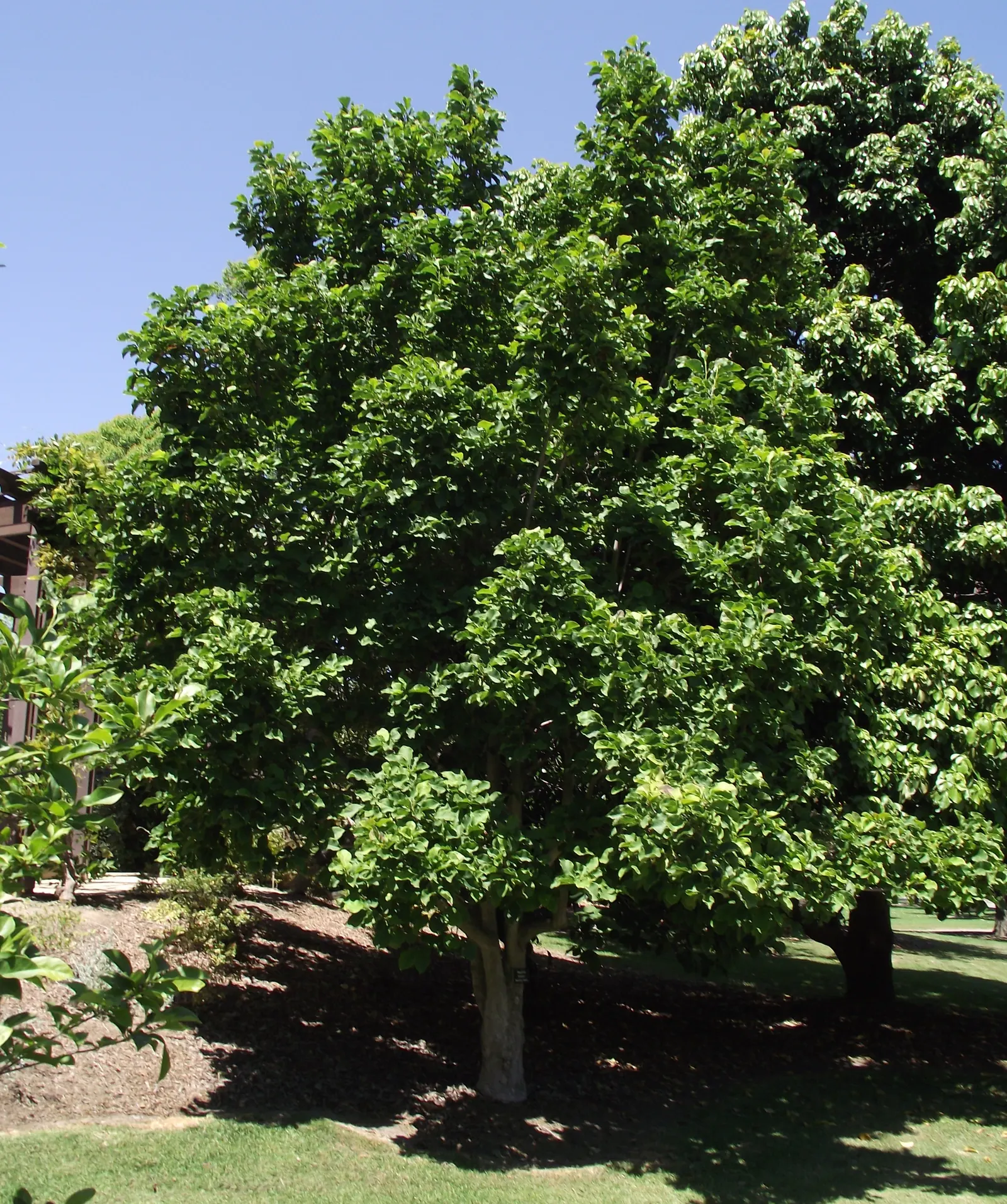Galaxy Magnolia (Magnolia 'Galaxy') — this magnolia variety is hardy in USDA zones 5 through 9