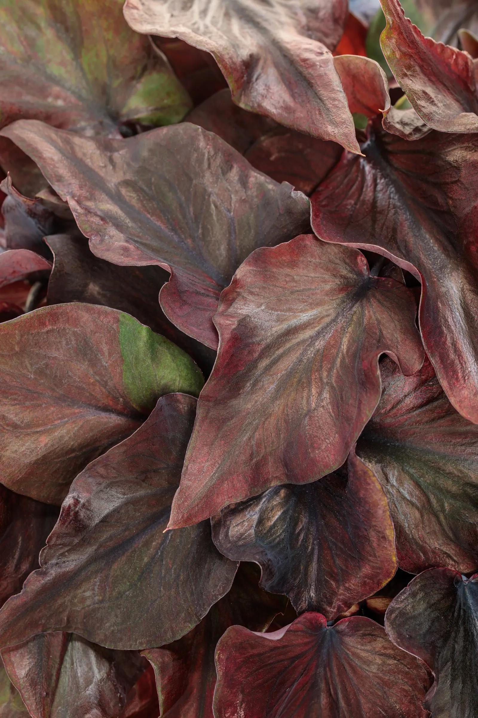 Midnight Oil Sun and Shade Caladium (Caladium hortulanum) — commonly referred to as Midnight Oil Sun and Shade Caladium