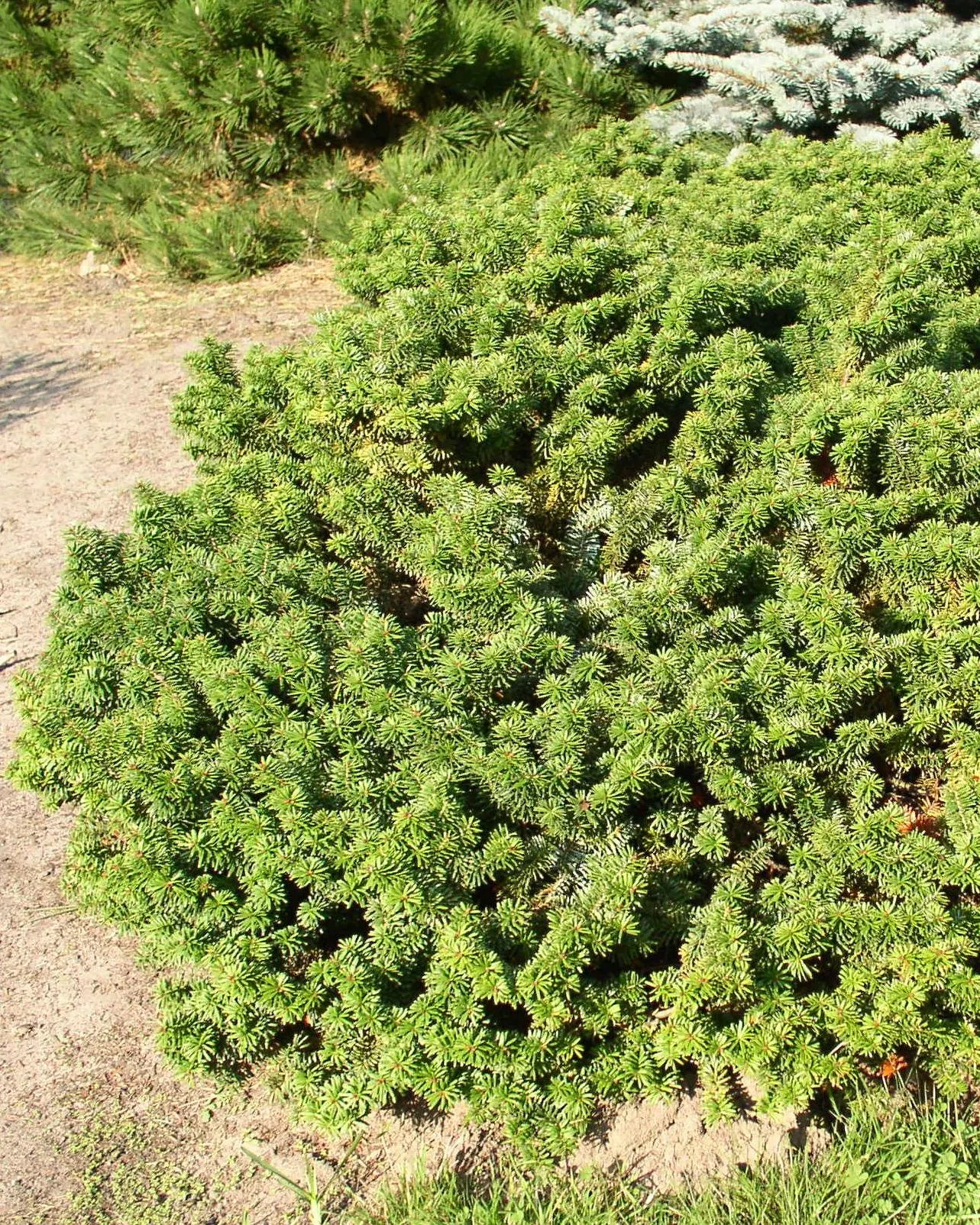Dwarf Balsam Fir (Abies Balsamea 'Nana') — Features aromatic, deep green needles and thrives in zones 3-7