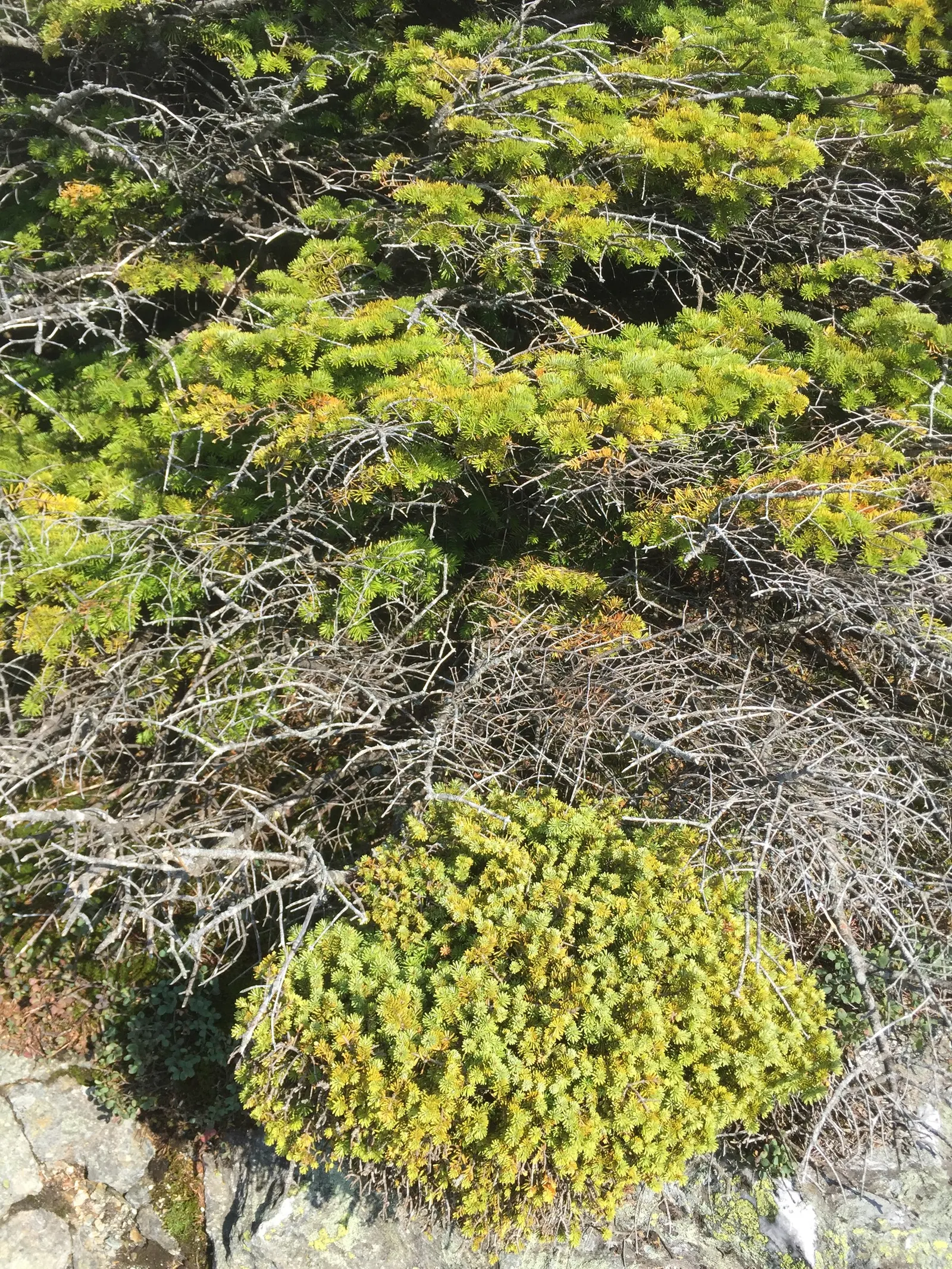 Dwarf Balsam Fir (Abies Balsamea 'Nana') — An essential conifer for compact spaces