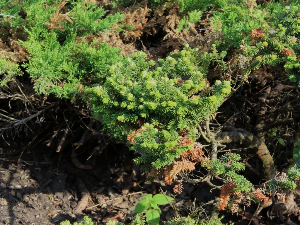 Dwarf Balsam Fir (Abies Balsamea 'Nana') — slow-growing evergreen with a dense