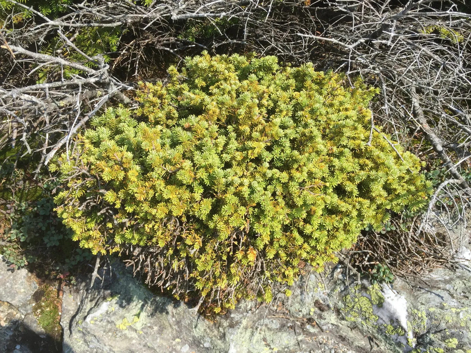 Dwarf Balsam Fir (Abies Balsamea 'Nana') — Mature specimens reach up to 3-4 feet tall and wide, requiring full sun to partial shade