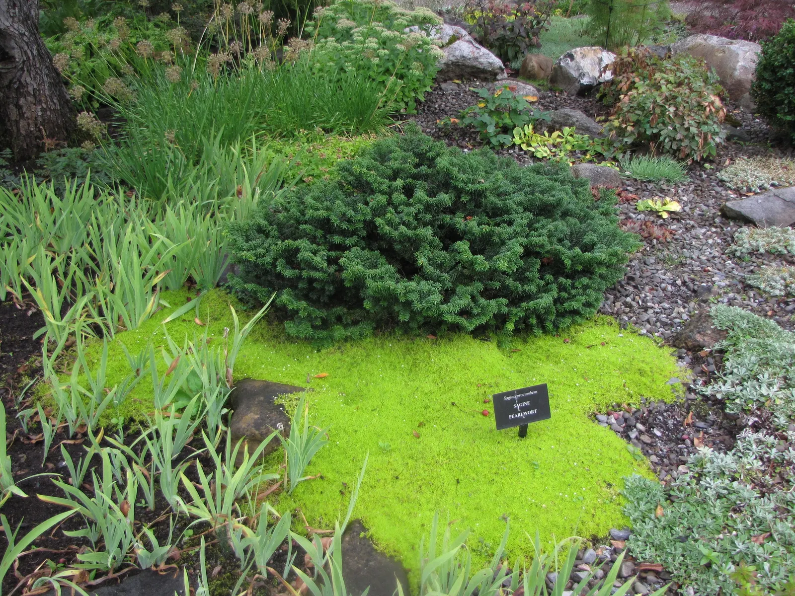Dwarf Balsam Fir (Abies Balsamea 'Nana') — the Dwarf Balsam Fir 'Nana' is a hardy