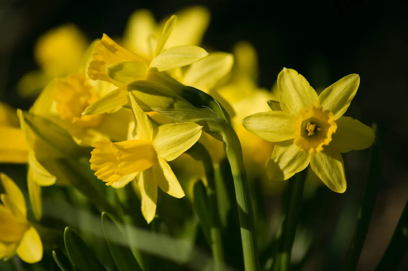 Tete Tete Daffodil (Narcissus 'Tete Tete') — creating a carpet of yellow in lawns