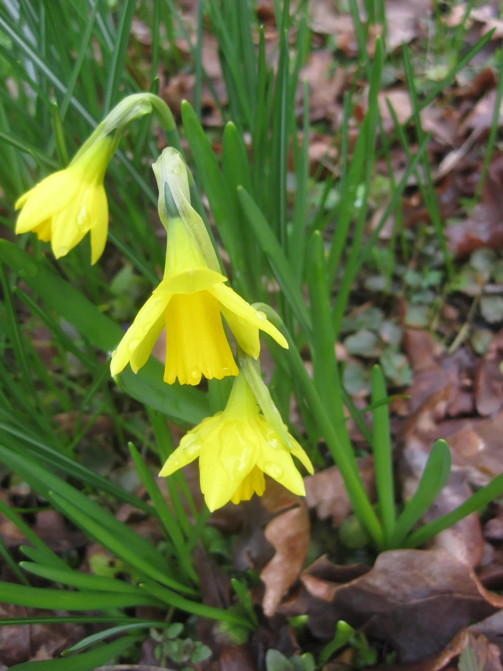Tete Tete Daffodil (Narcissus 'Tete Tete') — 2 to 3 inches deep and about 3 to 4 inches apart; creating a carpet of yellow in lawns