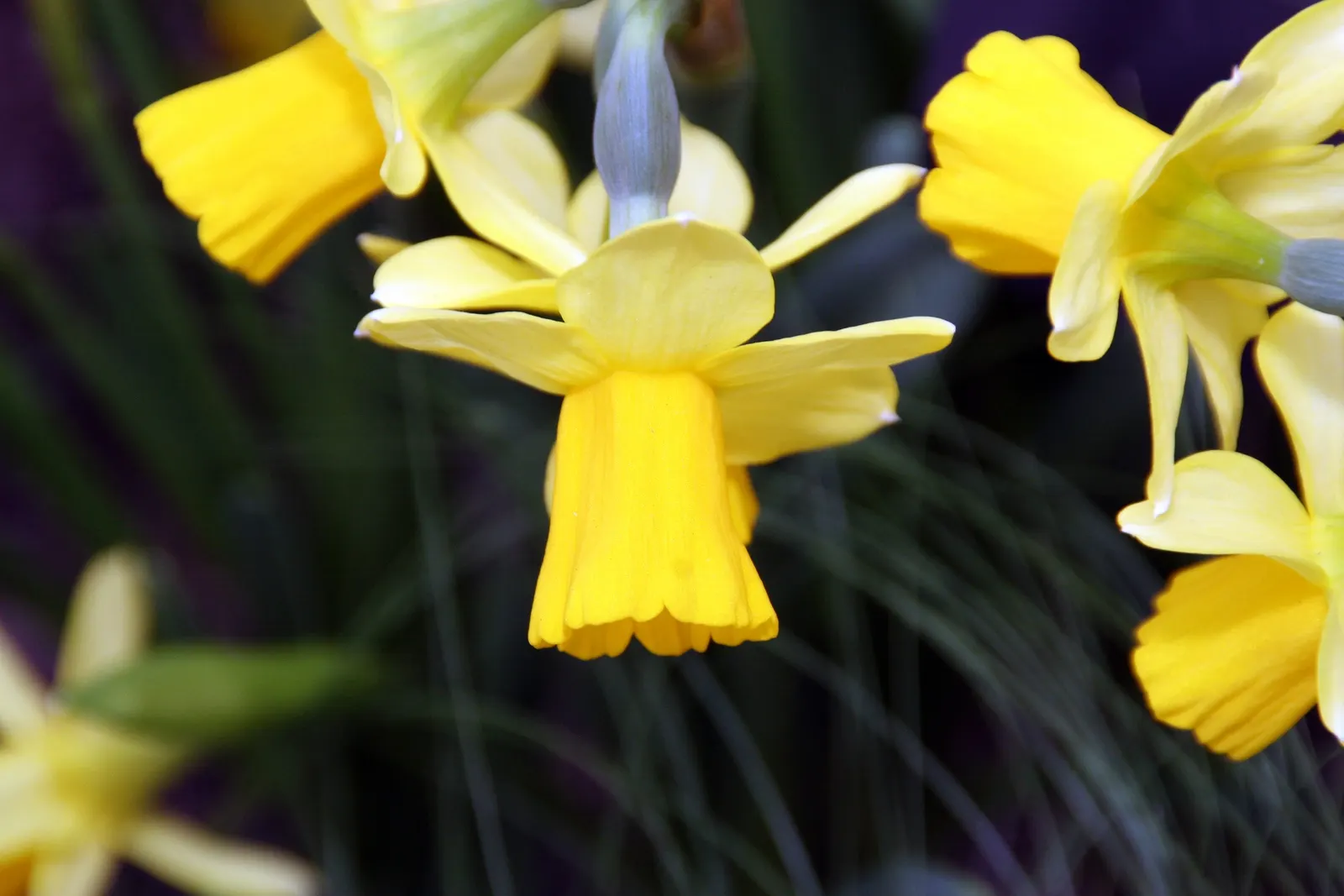 Tete Tete Daffodil (Narcissus 'Tete Tete') — bulb for full or half