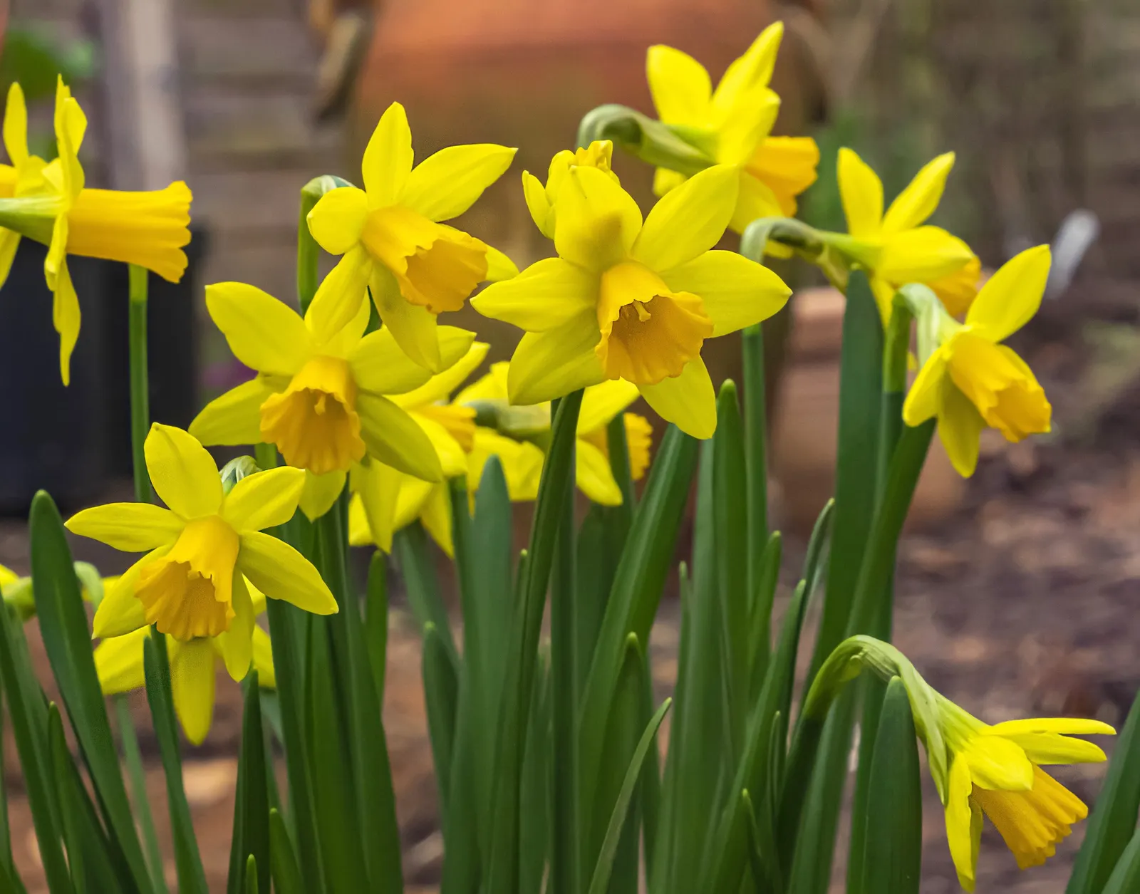 Tete Tete Daffodil (Narcissus 'Tete Tete') — where they can add a touch of whimsy and cheer