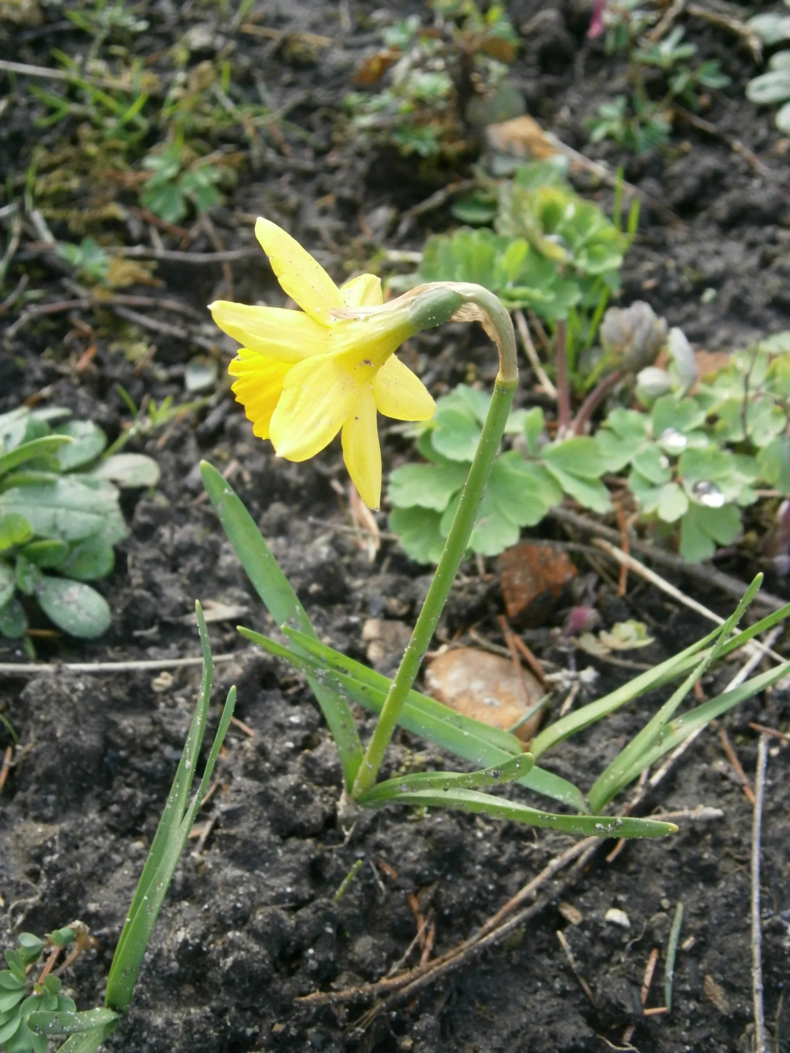 Tete Tete Daffodil (Narcissus 'Tete Tete') — typically reaching a modest height of about 6 to 8 inches tall; as a deer-resistant species