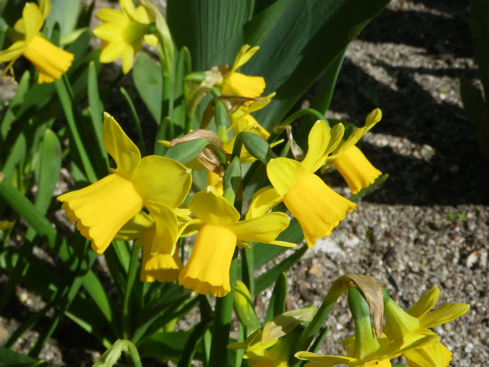 Tete Tete Daffodil (Narcissus 'Tete Tete') — typically reaching a modest height of about 6 to 8 inches tall