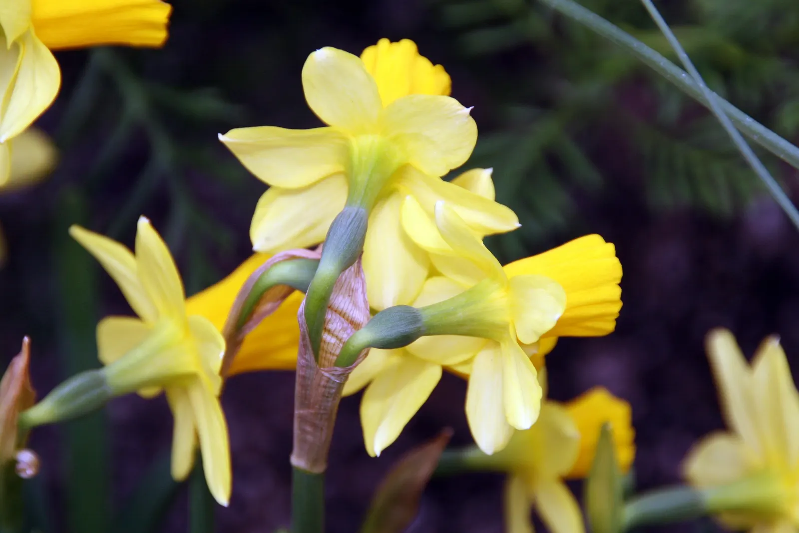 Tete Tete Daffodil (Narcissus 'Tete Tete') — is a charming and diminutive cultivar of the genus Narcissus