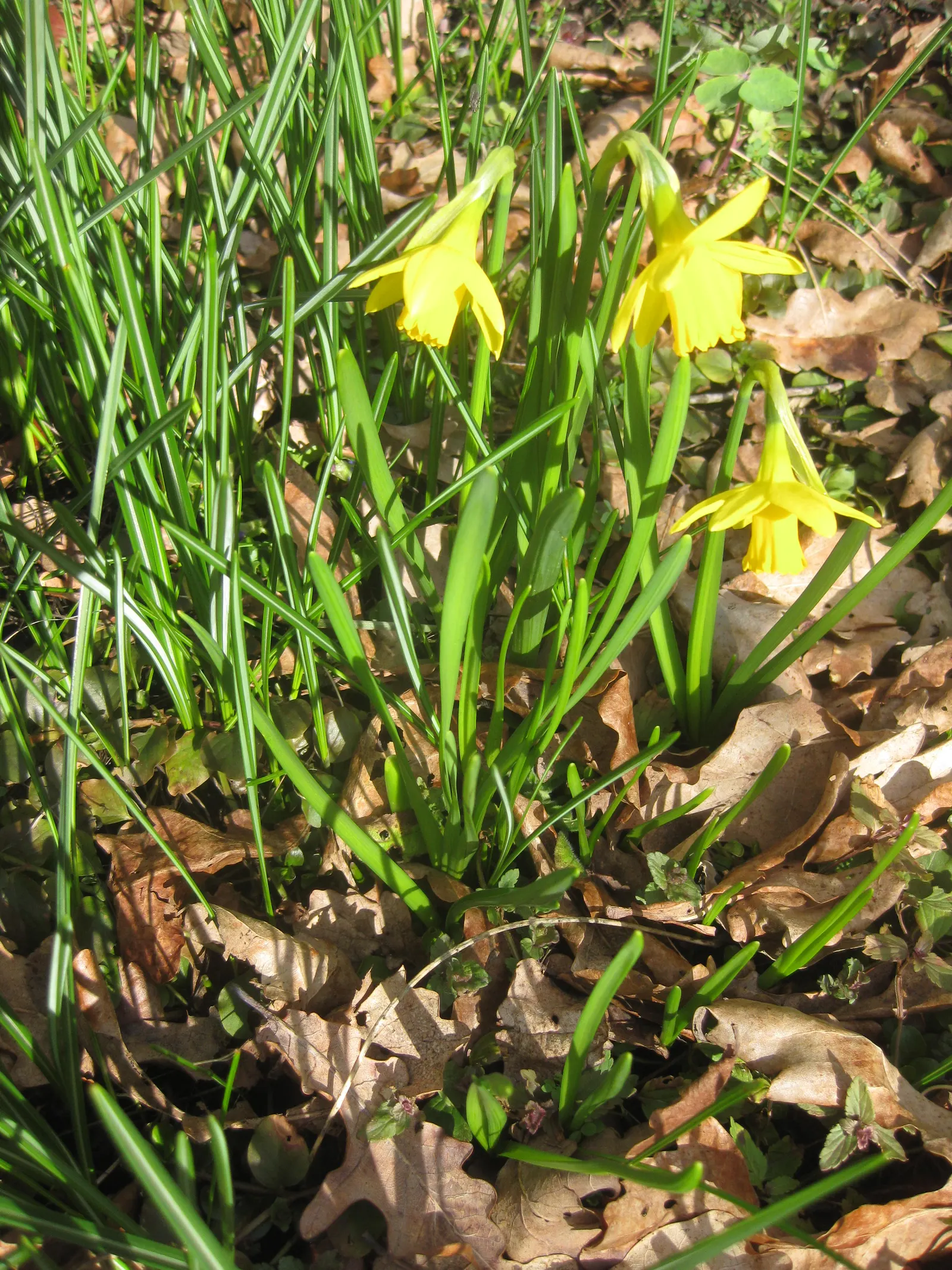 Tete Tete Daffodil (Narcissus 'Tete Tete') — where they can add a touch of whimsy and cheer; 2 to 3 inches deep and about 3 to 4 inches apart