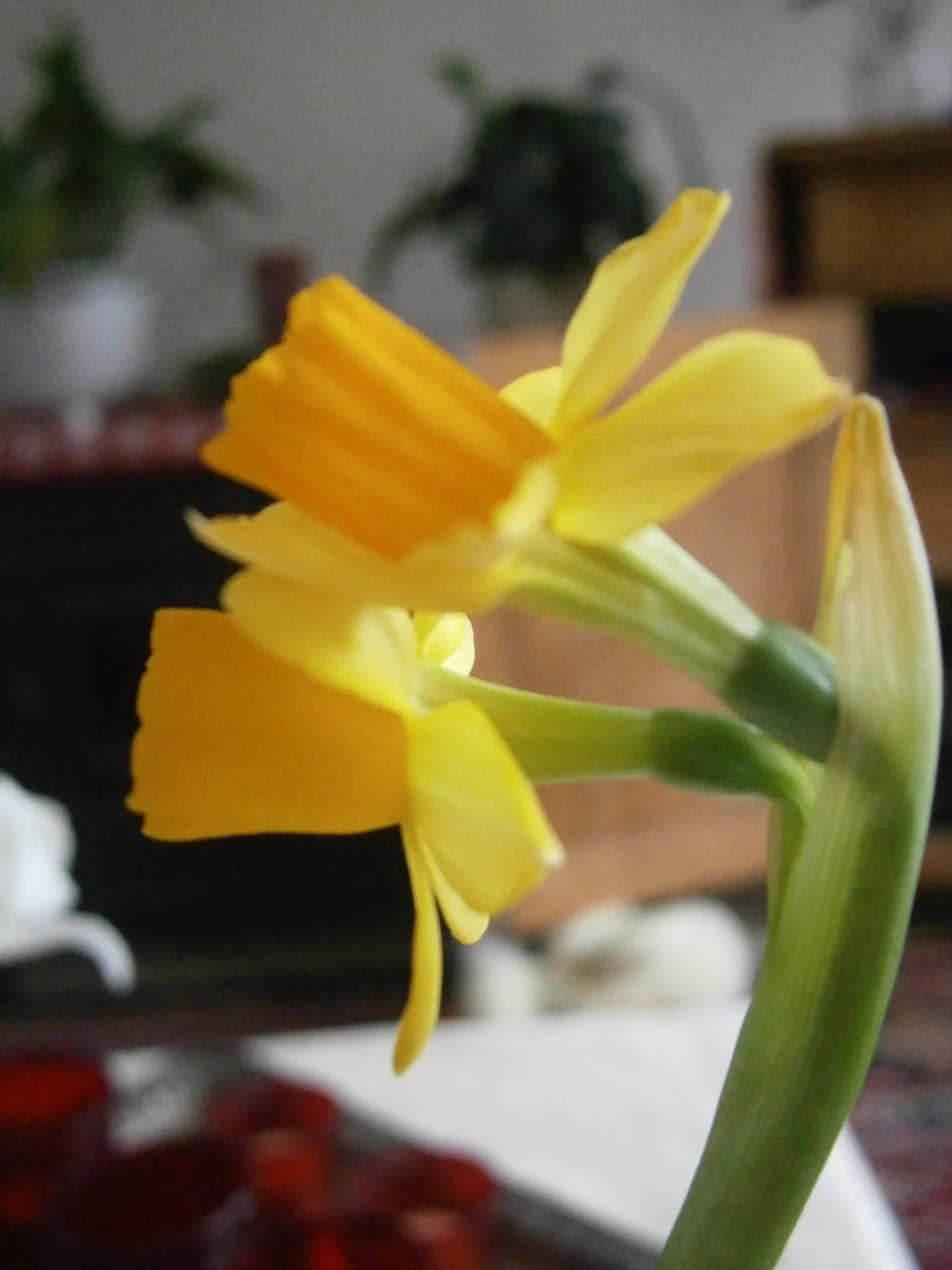 Tete Tete Daffodil (Narcissus 'Tete Tete') — commonly known as the Tete Tete Daffodil; it prefers full sun to partial shade and well-draining soil