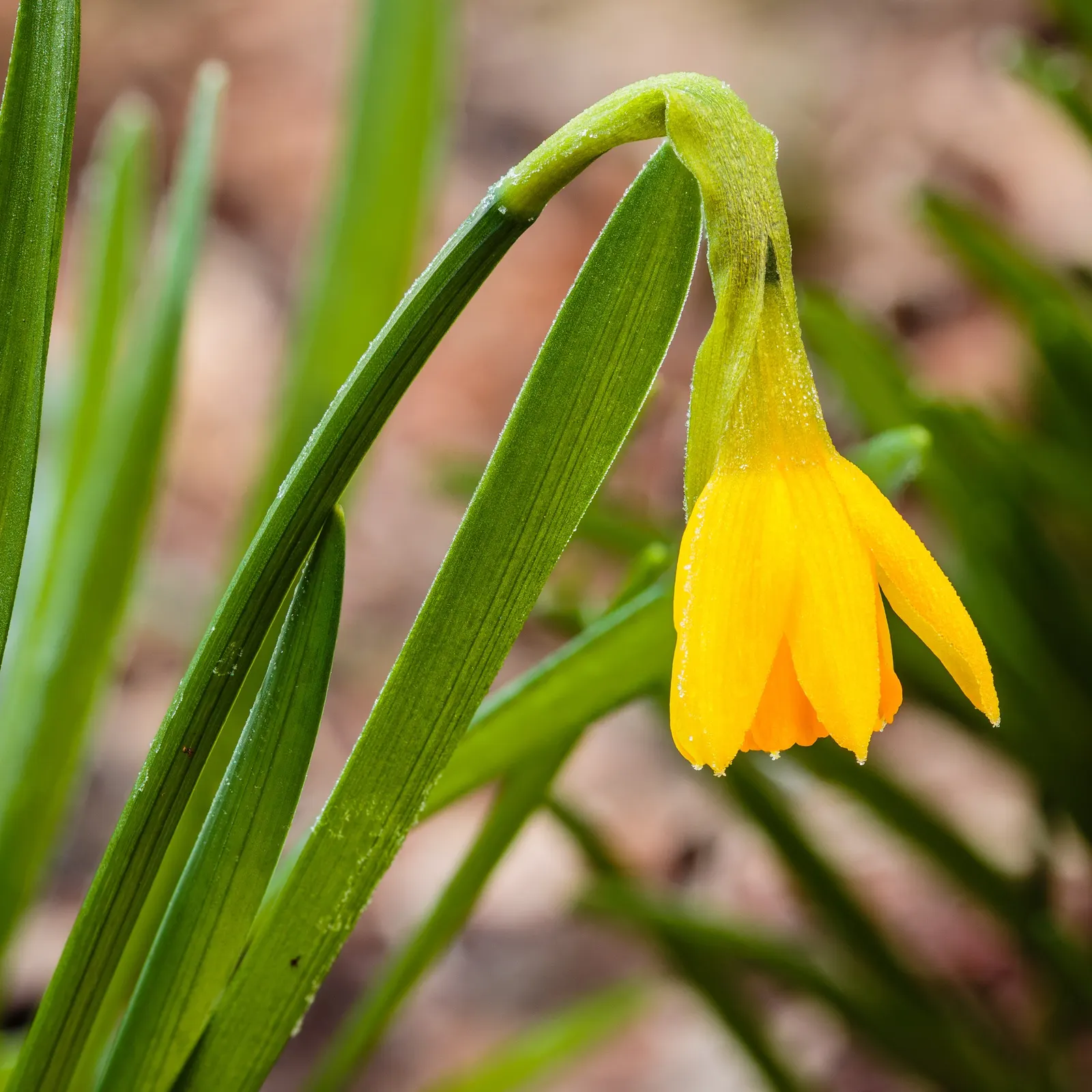 Tete Tete Daffodil (Narcissus 'Tete Tete') — These daffodils are excellent for naturalizing; it creates stunning visual impact with minimal care