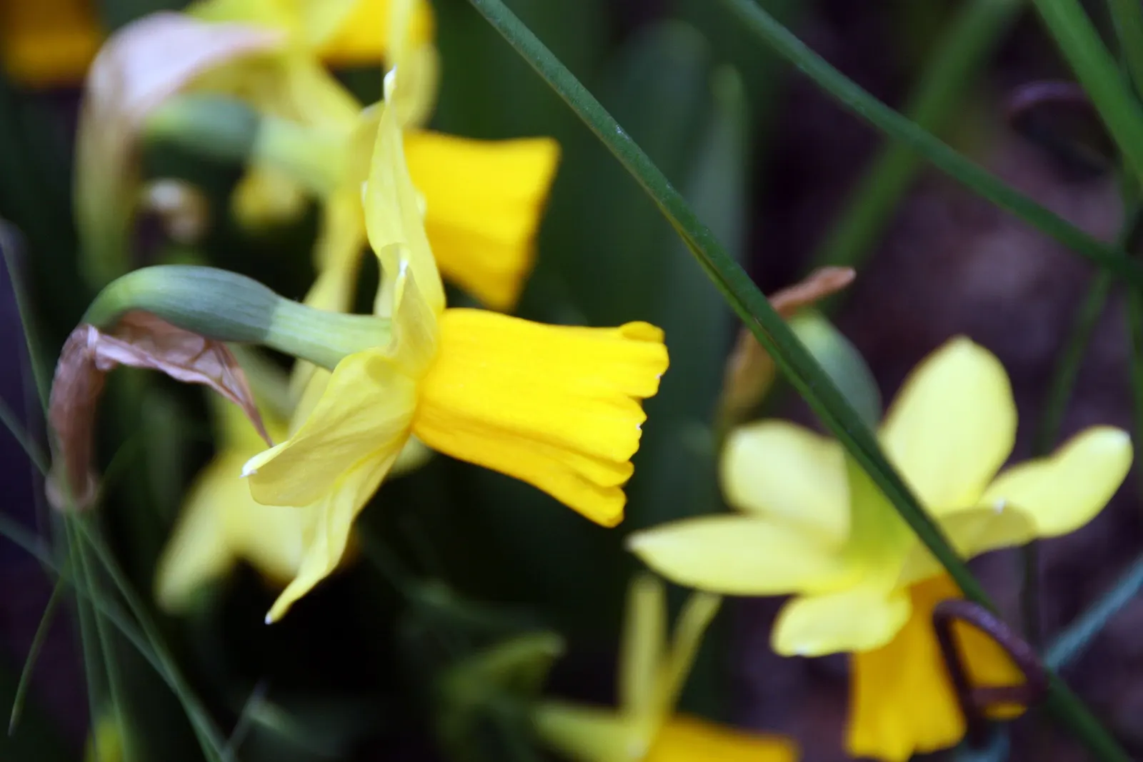 Tete Tete Daffodil (Narcissus 'Tete Tete') — These daffodils are excellent for naturalizing