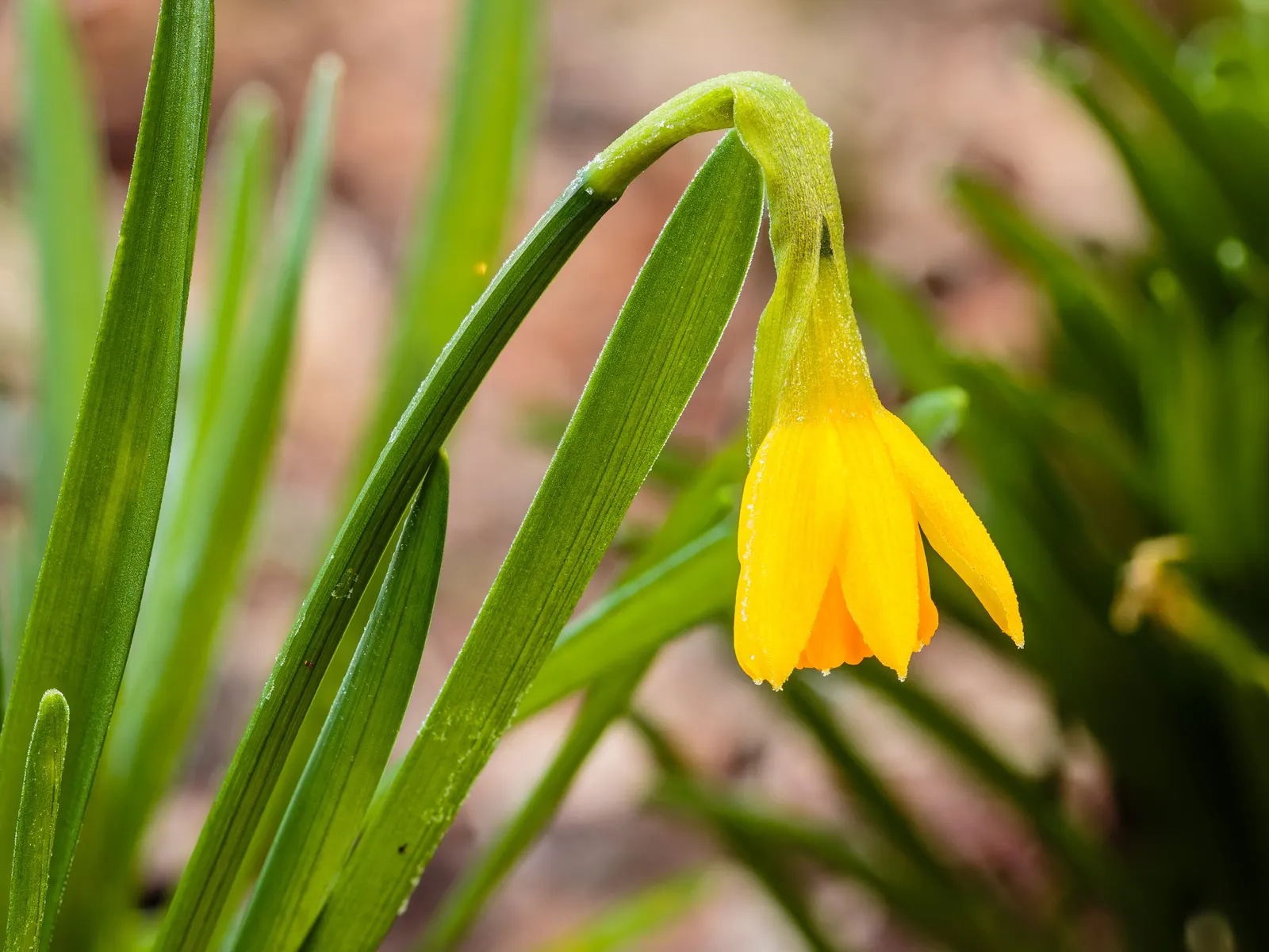 Tete Tete Daffodil (Narcissus 'Tete Tete') — it creates stunning visual impact with minimal care; being deer-resistant and perennial, image 57
