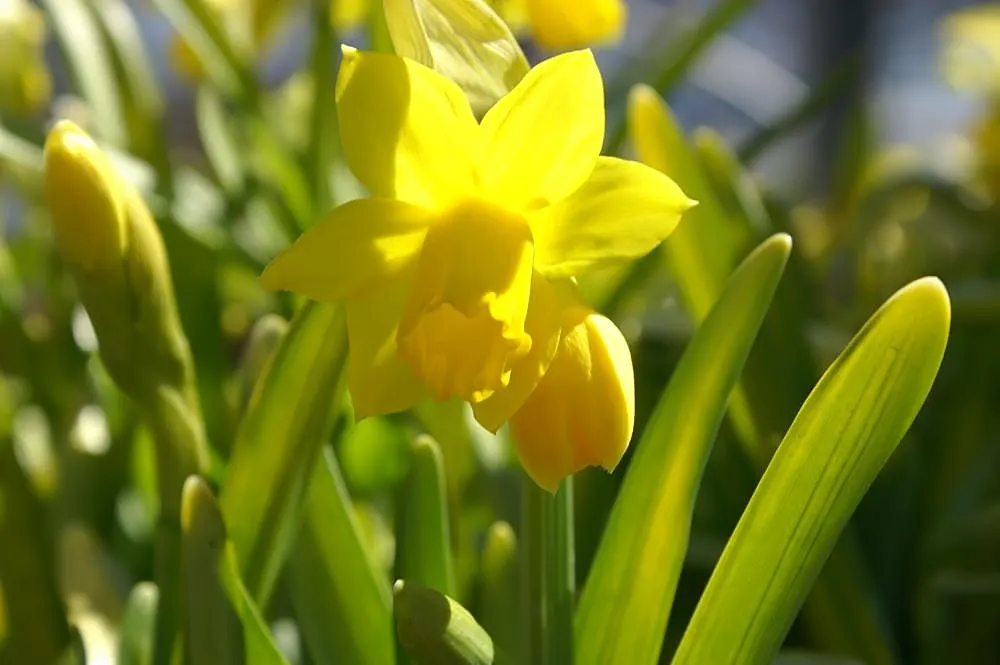 Tete Tete Daffodil (Narcissus 'Tete Tete') — with flower stalks bearing one to three brilliant yellow blooms