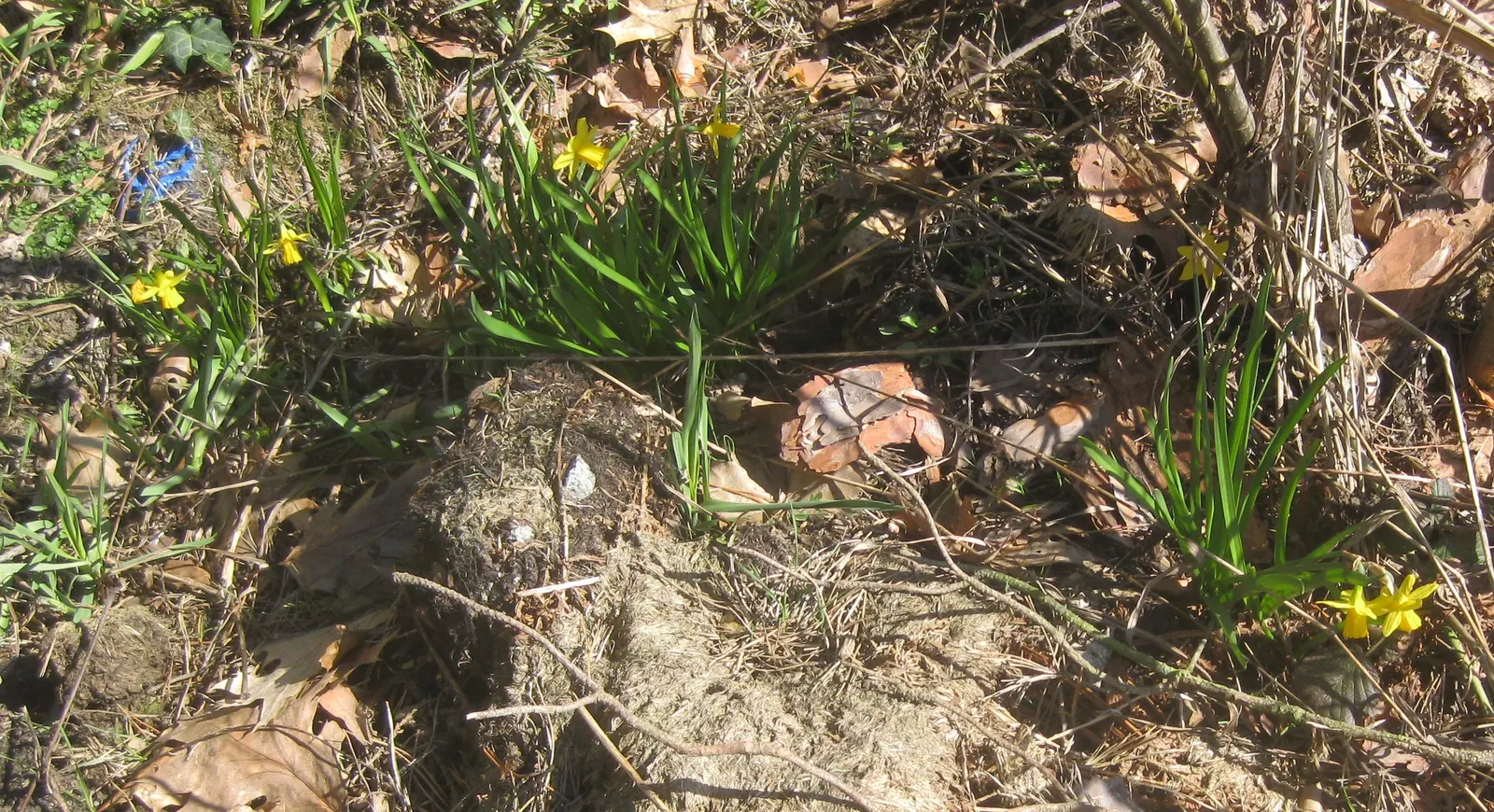 Tete Tete Daffodil (Narcissus 'Tete Tete') — bulb for full or half; the Narcissus 'Tete Tete' ensures that its visual appeal is preserved even in areas