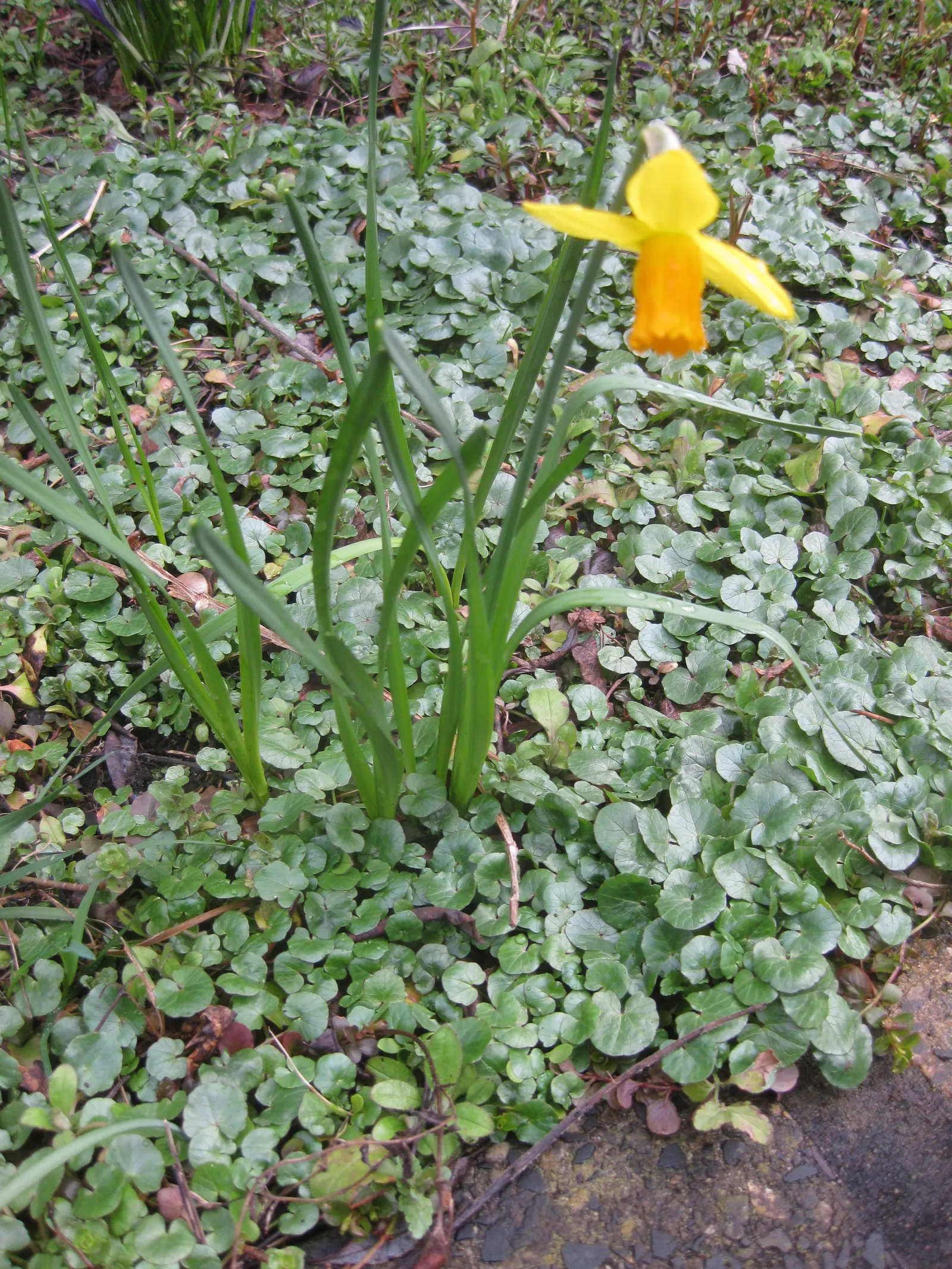 Tete Tete Daffodil (Narcissus 'Tete Tete') — is a charming and diminutive cultivar of the genus Narcissus; commonly known as the Tete Tete Daffodil