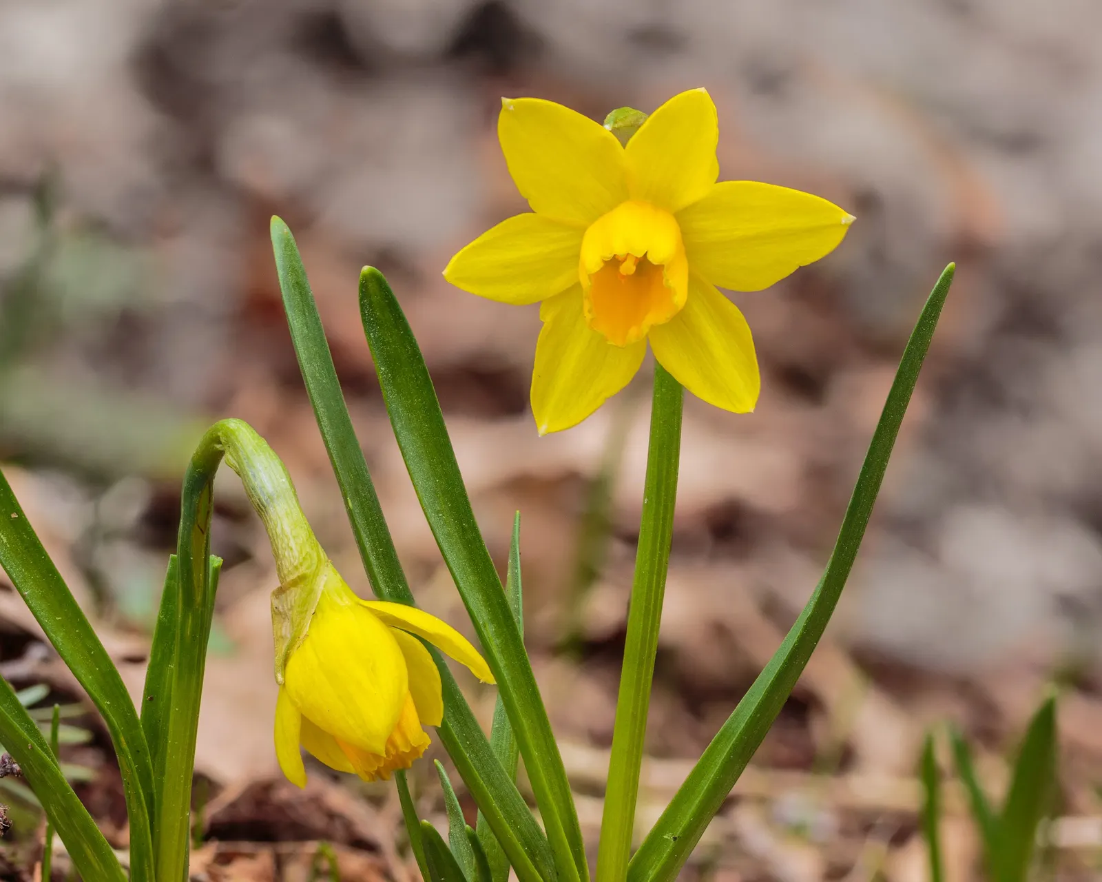 Tete Tete Daffodil (Narcissus 'Tete Tete') — in a location that receives full sun to partial shade