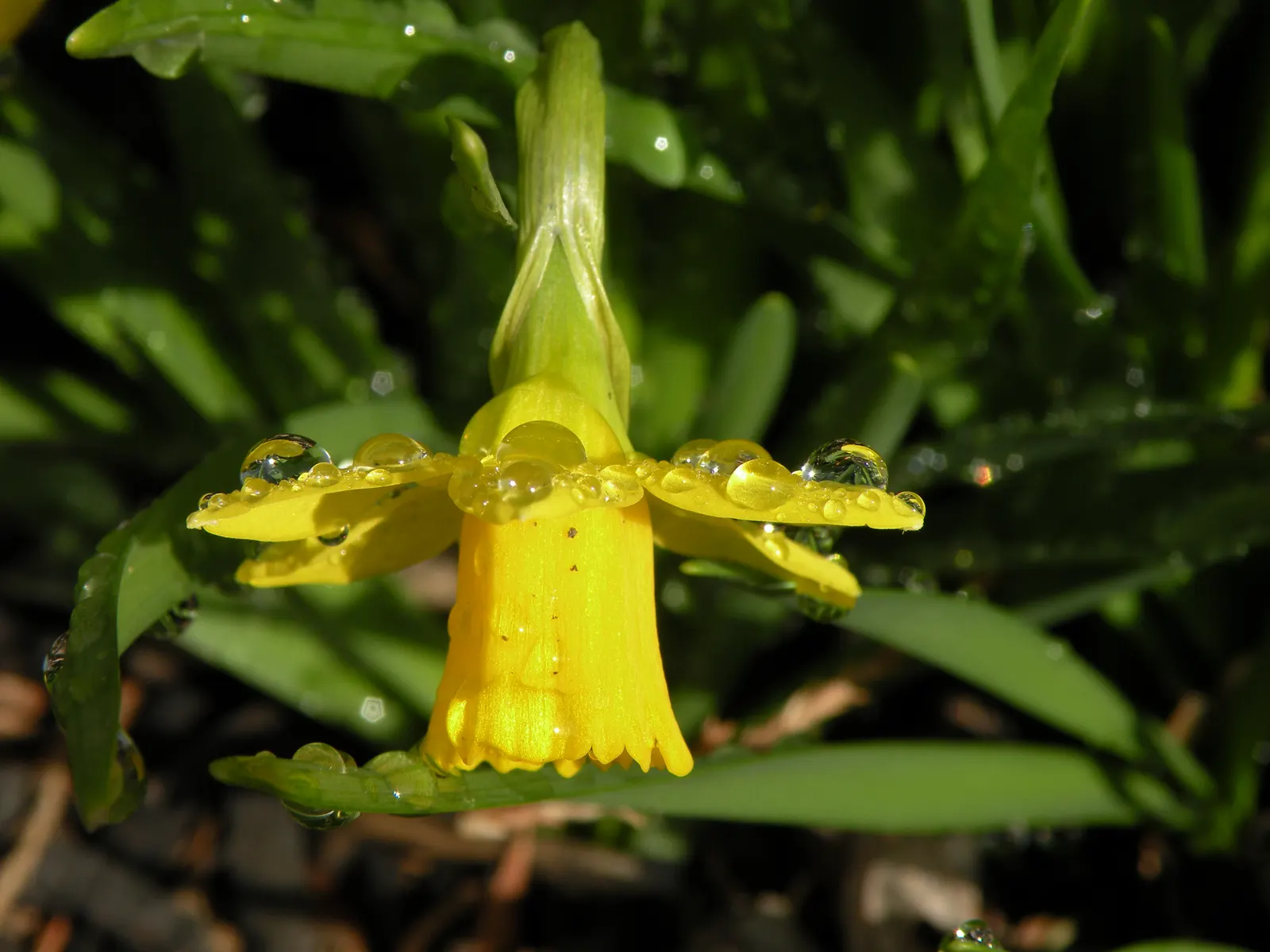 Tete Tete Daffodil (Narcissus 'Tete Tete') — commonly known as the Tete Tete Daffodil; it prefers full sun to partial shade and well-draining soil, image 53