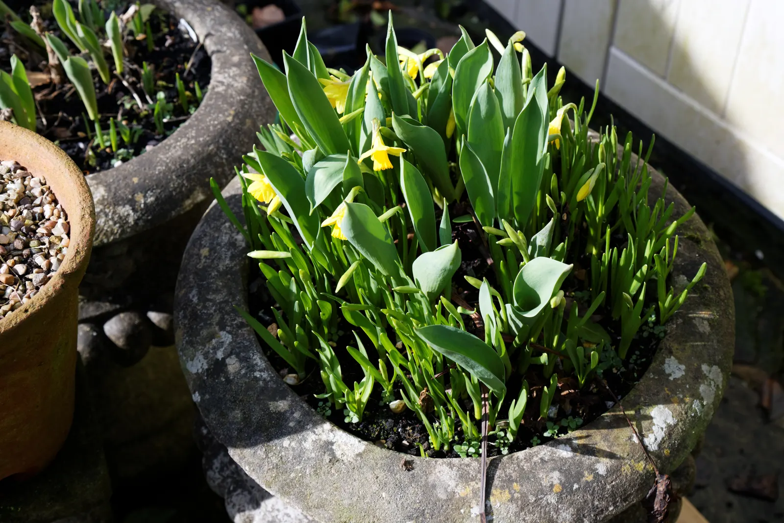 Tete Tete Daffodil (Narcissus 'Tete Tete') — typically reaching a modest height of about 6 to 8 inches tall; as a deer-resistant species, image 63