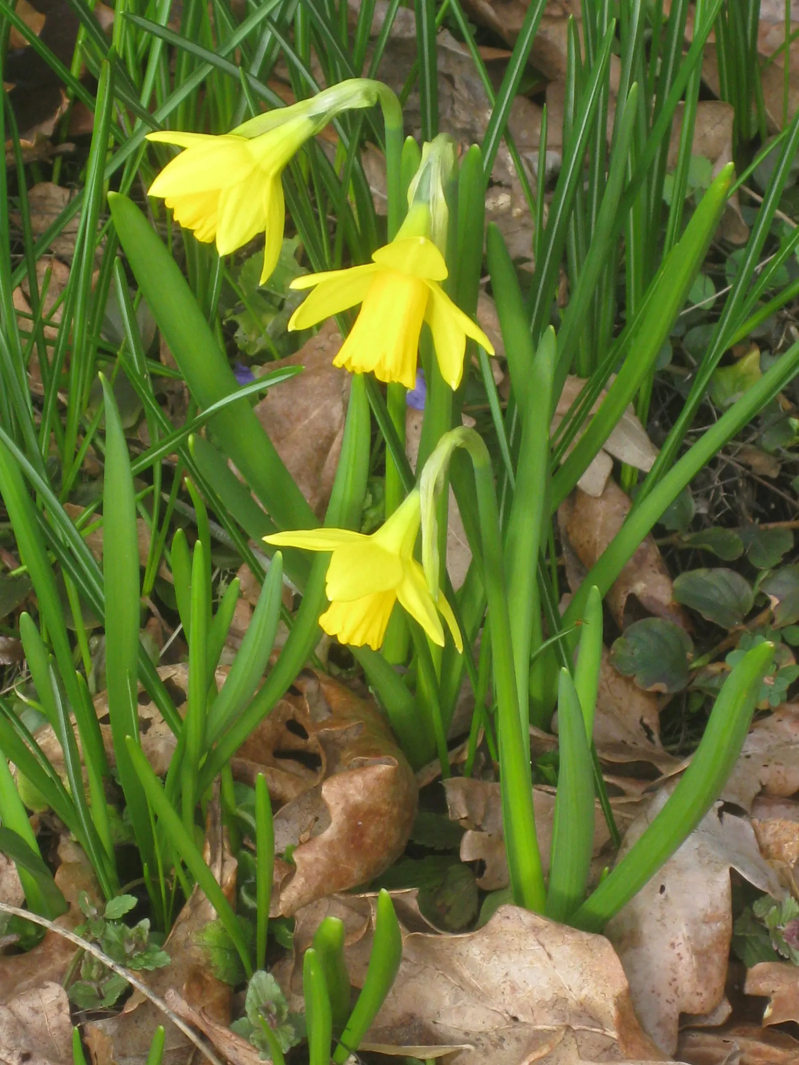 Tete Tete Daffodil (Narcissus 'Tete Tete') — the Narcissus 'Tete Tete' ensures that its visual appeal is preserved even in areas frequented by wildlife