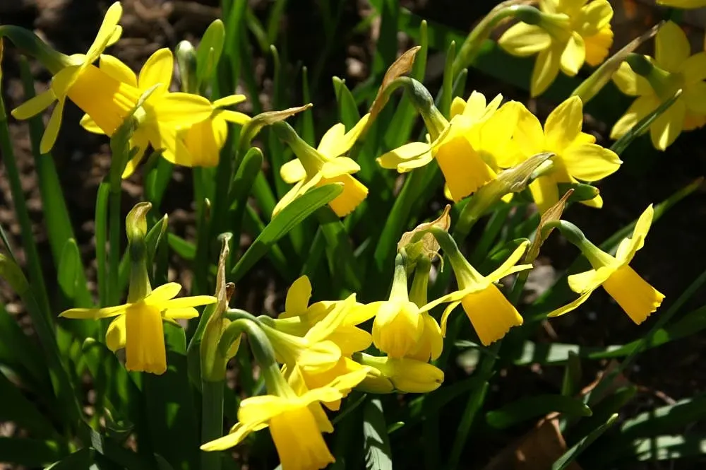 Tete Tete Daffodil (Narcissus 'Tete Tete') — that brings a vibrant burst of yellow to the early spring landscape; is a charming and diminutive cultivar of the