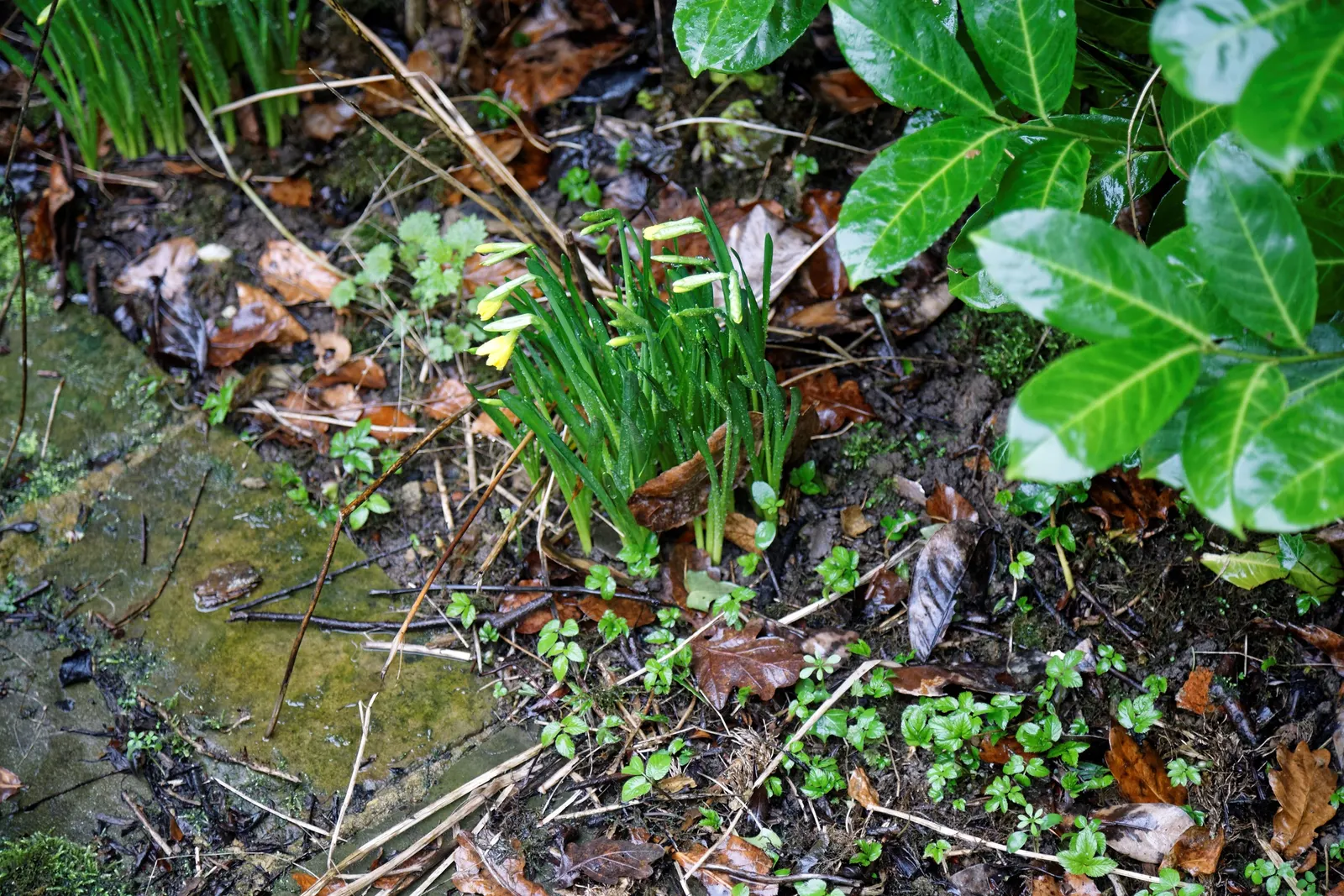 Tete Tete Daffodil (Narcissus 'Tete Tete') — that brings a vibrant burst of yellow to the early spring landscape