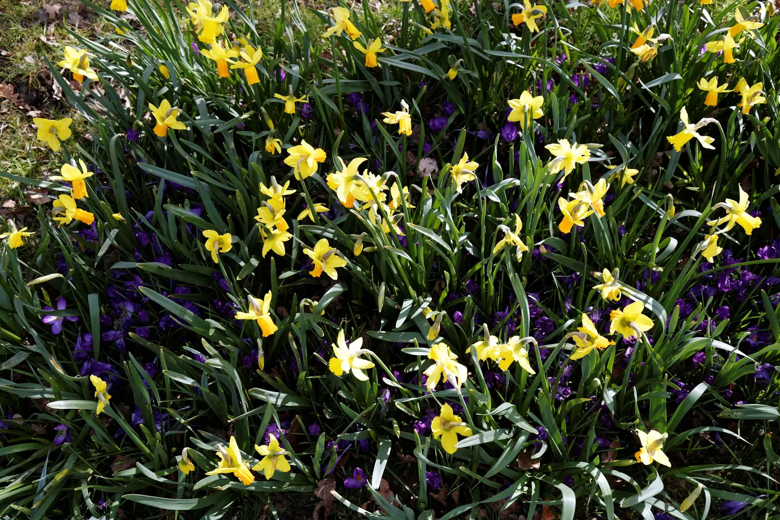 Tete Tete Daffodil (Narcissus 'Tete Tete') — is a charming and diminutive cultivar of the genus Narcissus; commonly known as the Tete Tete Daffodil, image 60
