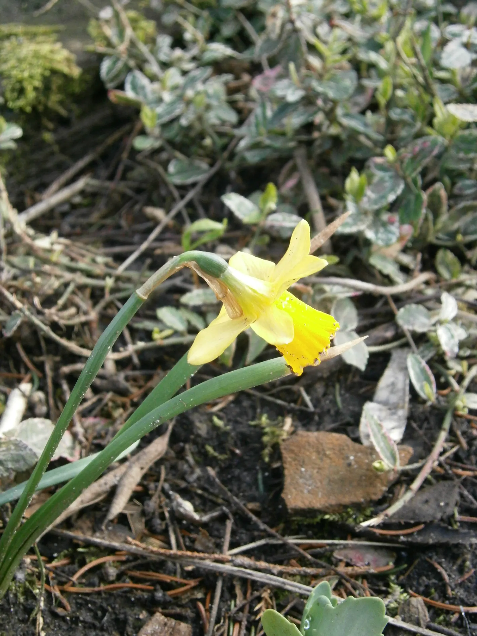 Tete Tete Daffodil (Narcissus 'Tete Tete') — being deer-resistant and perennial; plant the bulbs in the fall