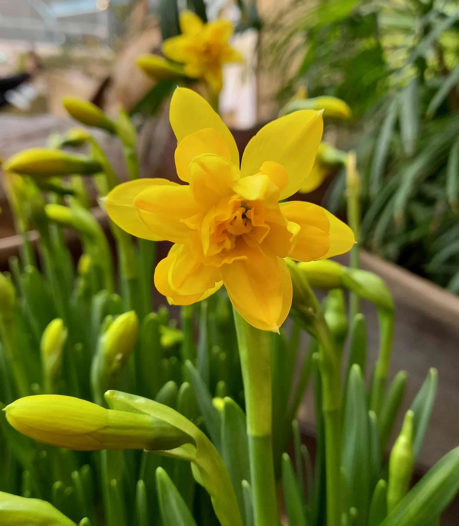 Tete Tete Daffodil (Narcissus 'Tete Tete') — This early spring bloomer displays bright yellow petals and trumpets, thriving in USDA zones 3-8