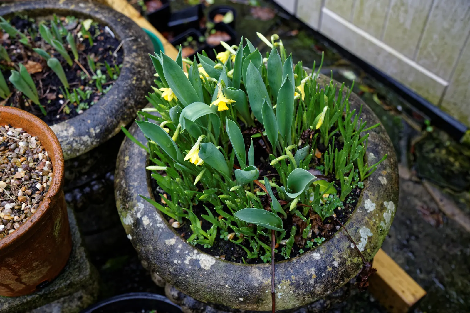 Tete Tete Daffodil (Narcissus 'Tete Tete') — plant the bulbs in the fall