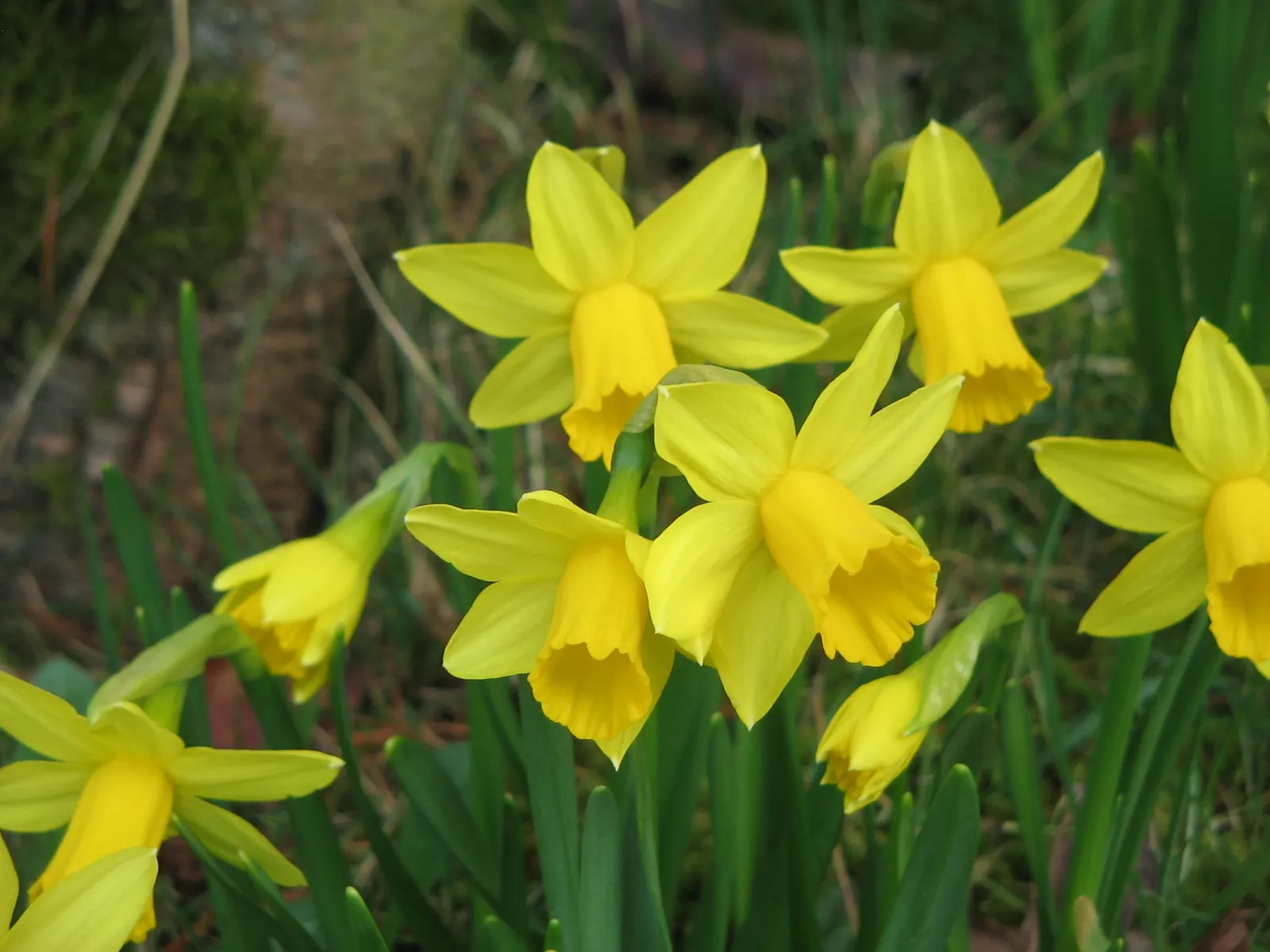 Tete Tete Daffodil (Narcissus 'Tete Tete') — ensuring sequential blooms throughout the growing season; bulb for full or half