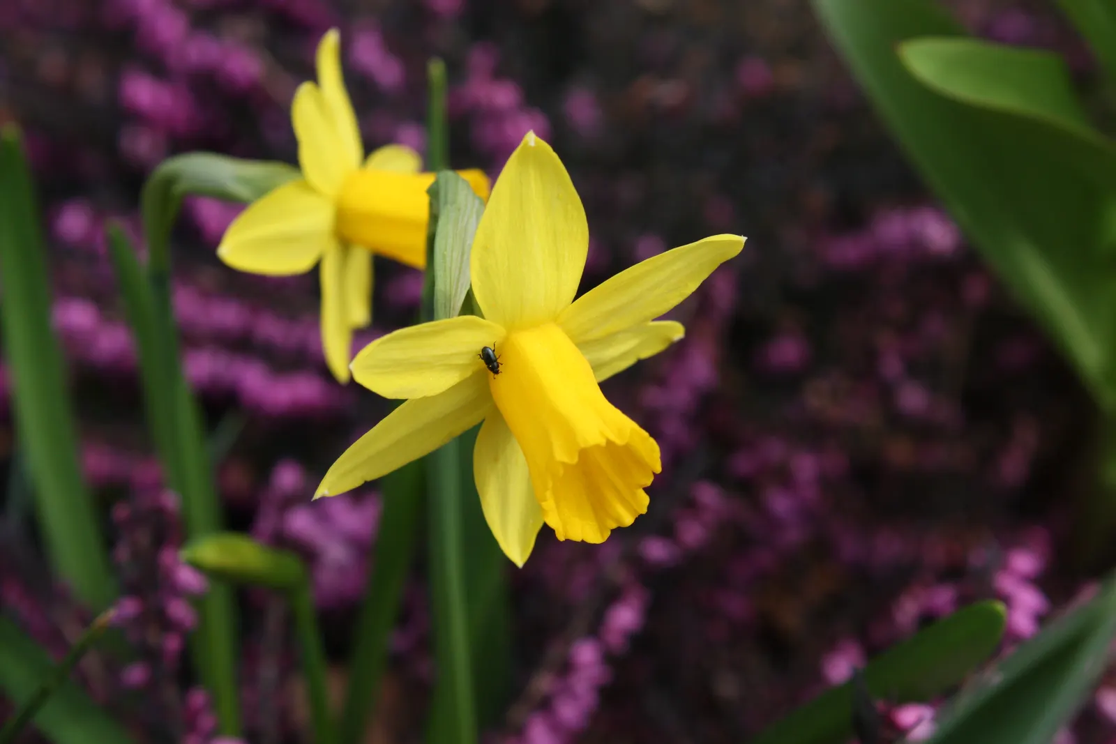 Tete Tete Daffodil (Narcissus 'Tete Tete') — This compact perennial is known for its remarkable resilience and ease of cultivation; in a location, image 62