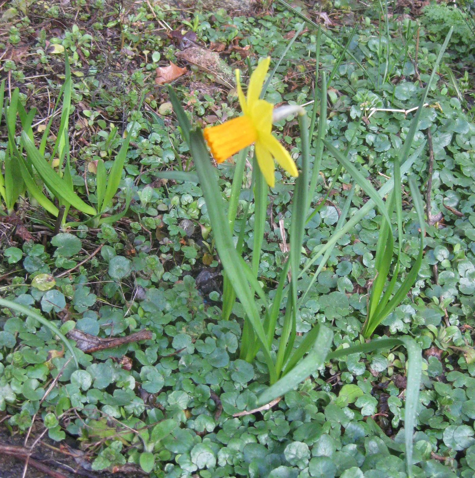 Tete Tete Daffodil (Narcissus 'Tete Tete') — as a deer-resistant species