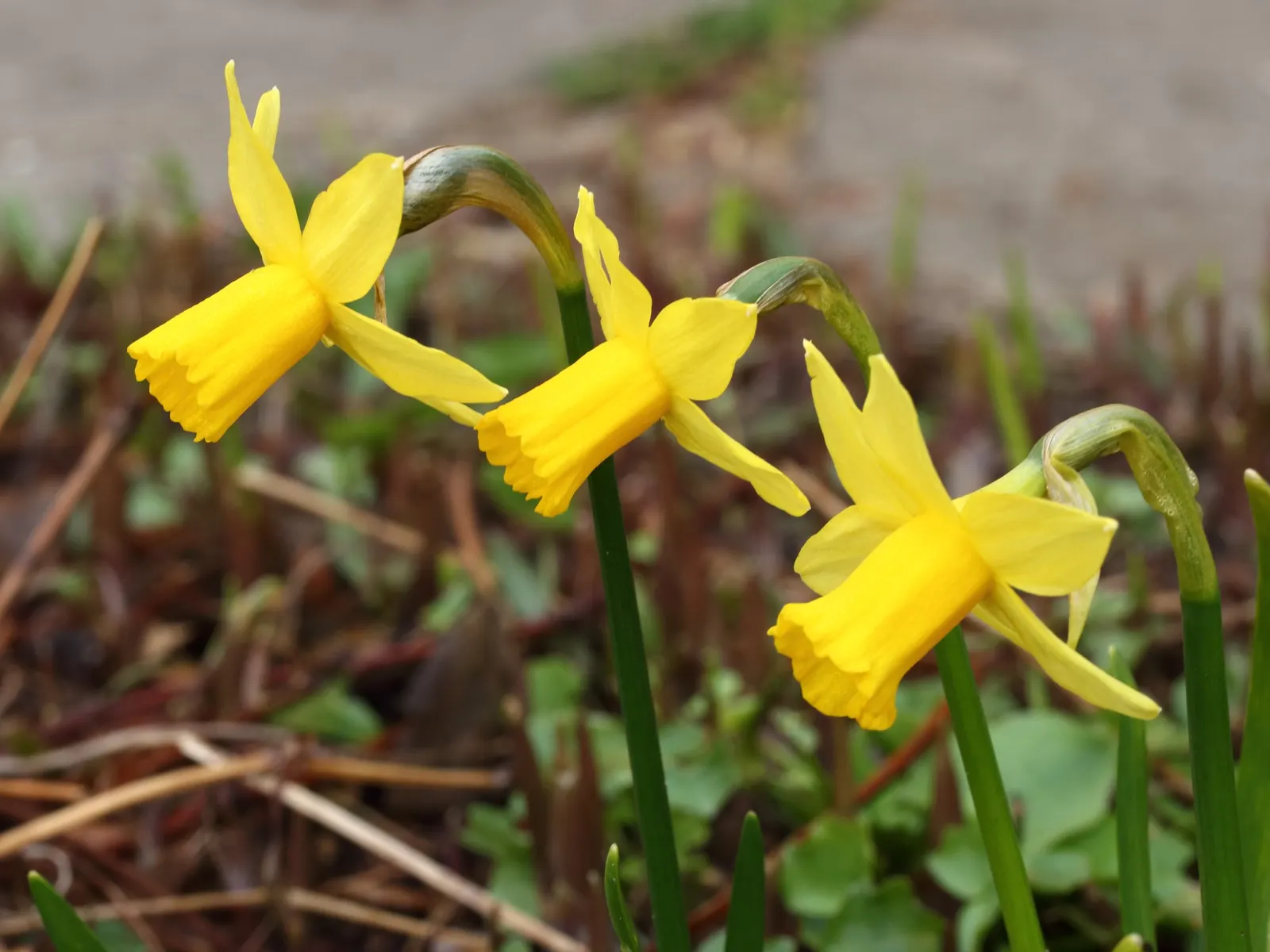Tete Tete Daffodil (Narcissus 'Tete Tete') — it creates stunning visual impact with minimal care