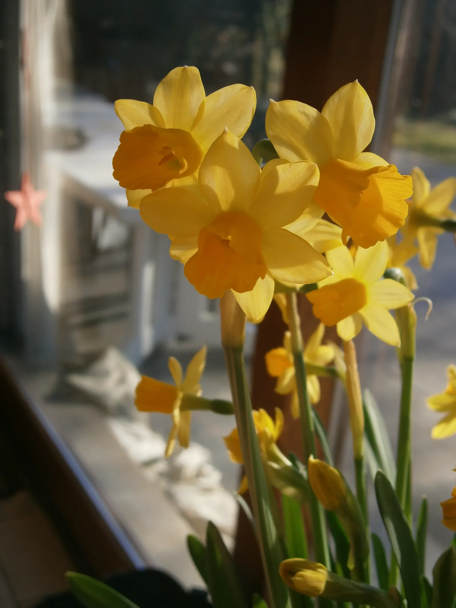 Tete Tete Daffodil (Narcissus 'Tete Tete') — the Narcissus 'Tete Tete' ensures that its visual appeal is preserved even in areas frequented by wildlife; is a