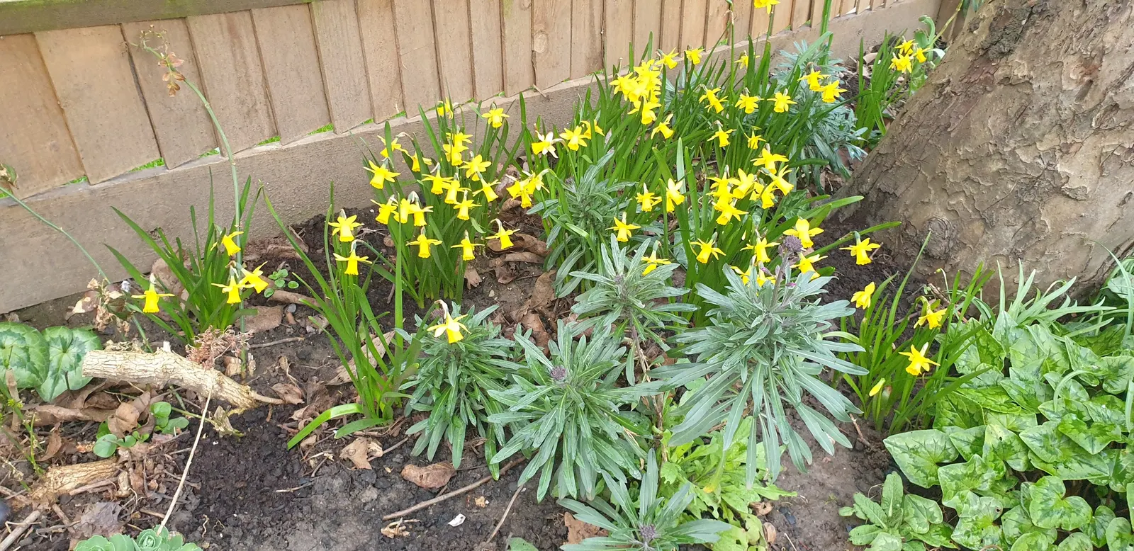 Tete Tete Daffodil (Narcissus 'Tete Tete') — yellow flowers in the garden