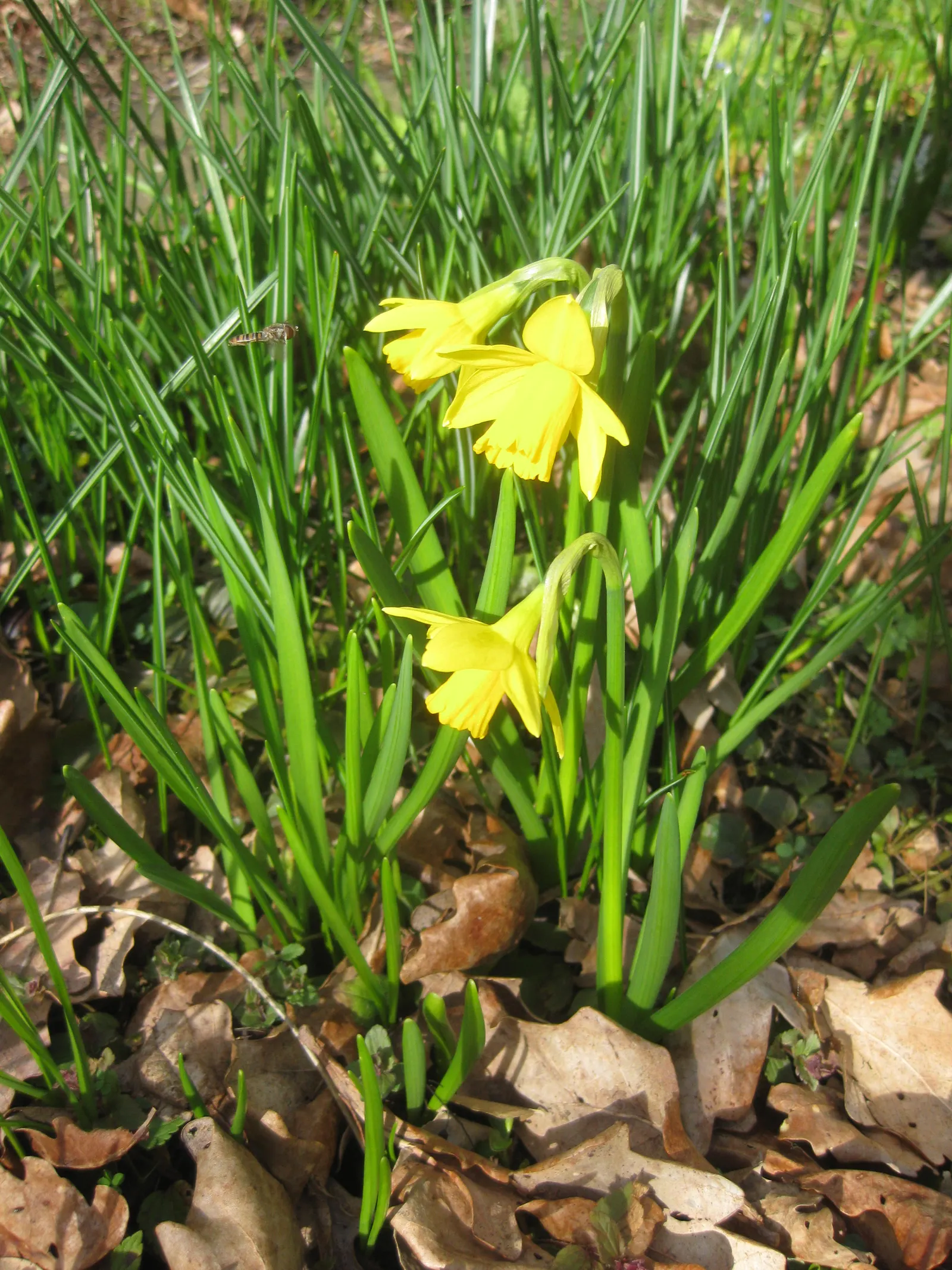 Tete Tete Daffodil (Narcissus 'Tete Tete') — creating a carpet of yellow in lawns; with flower stalks bearing one to three brilliant yellow blooms