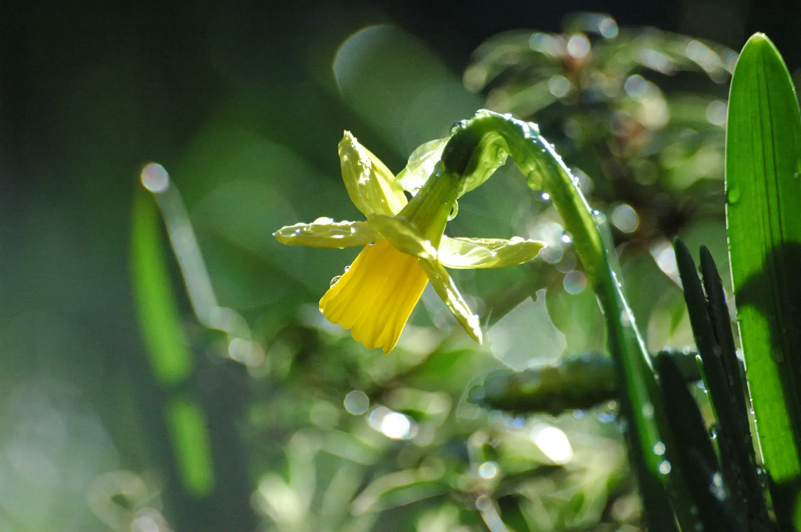 Tete Tete Daffodil (Narcissus 'Tete Tete') — It prefers full sun to partial shade and well-draining soil; bulb with yellow blooms, image 56