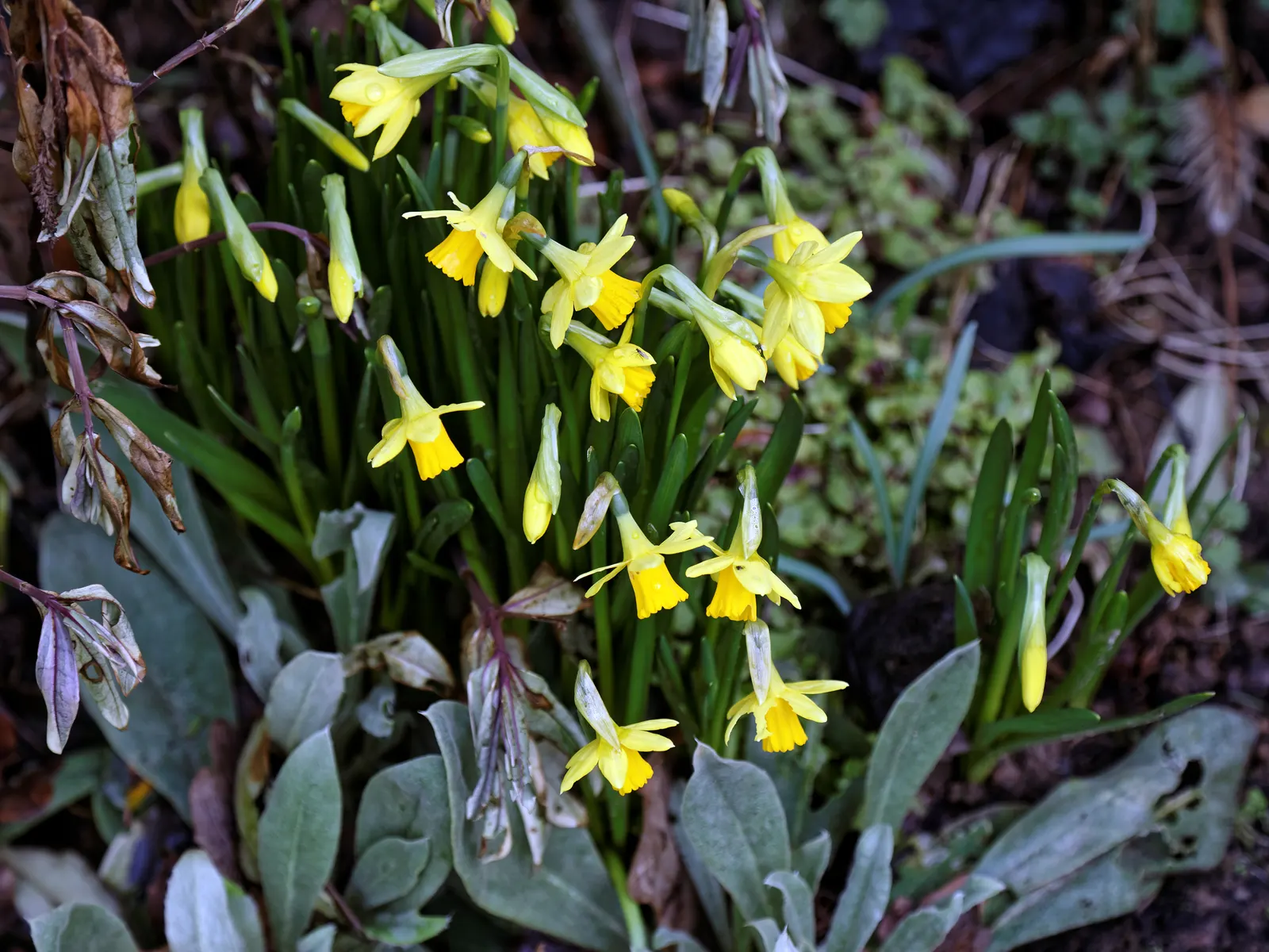 Tete Tete Daffodil (Narcissus 'Tete Tete') — yellow flowers in the garden; that brings a vibrant burst of yellow to the early spring landscape