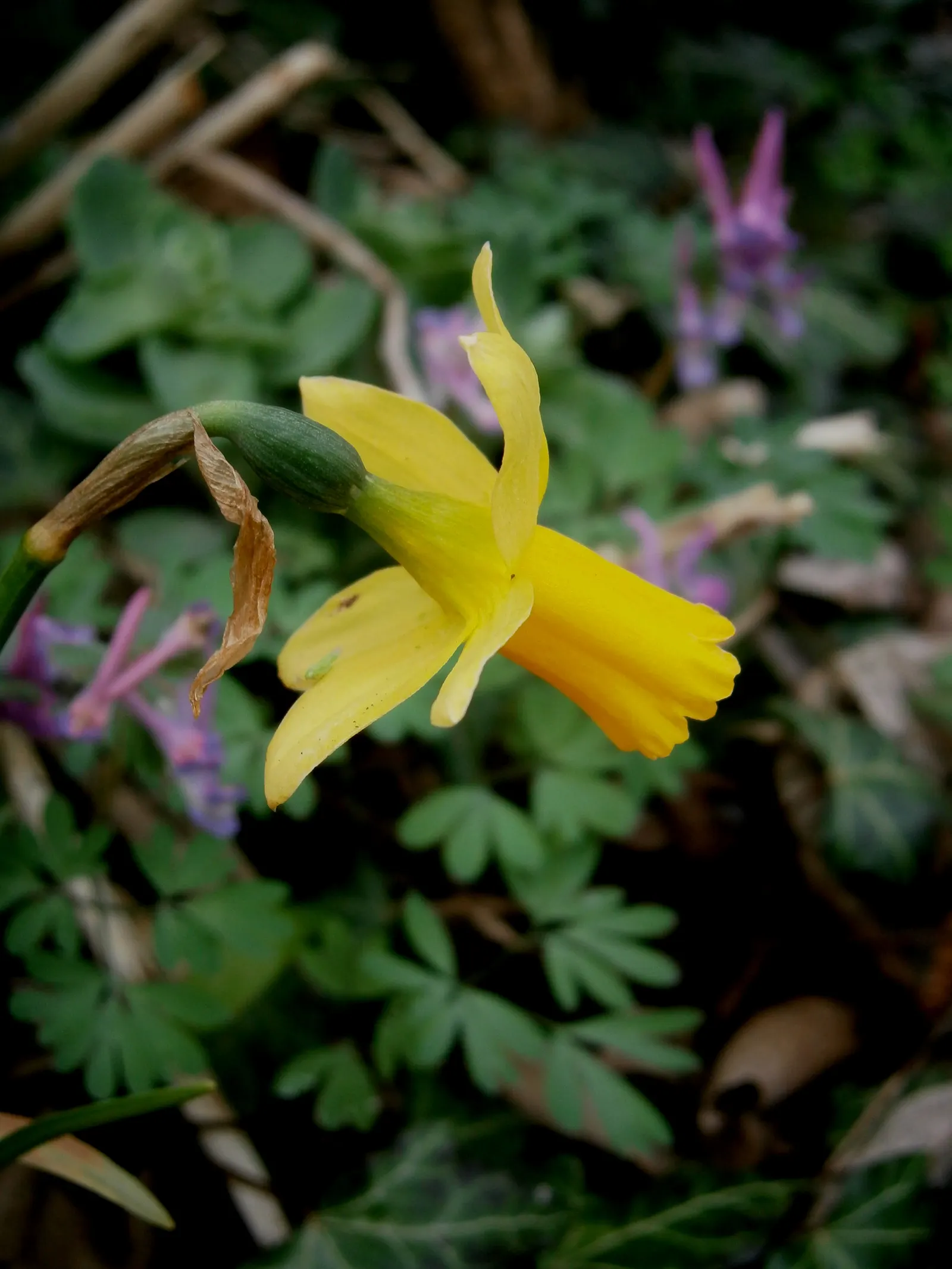 Tete Tete Daffodil (Narcissus 'Tete Tete') — with flower stalks bearing one to three brilliant yellow blooms; this early spring bloomer displays bright yellow