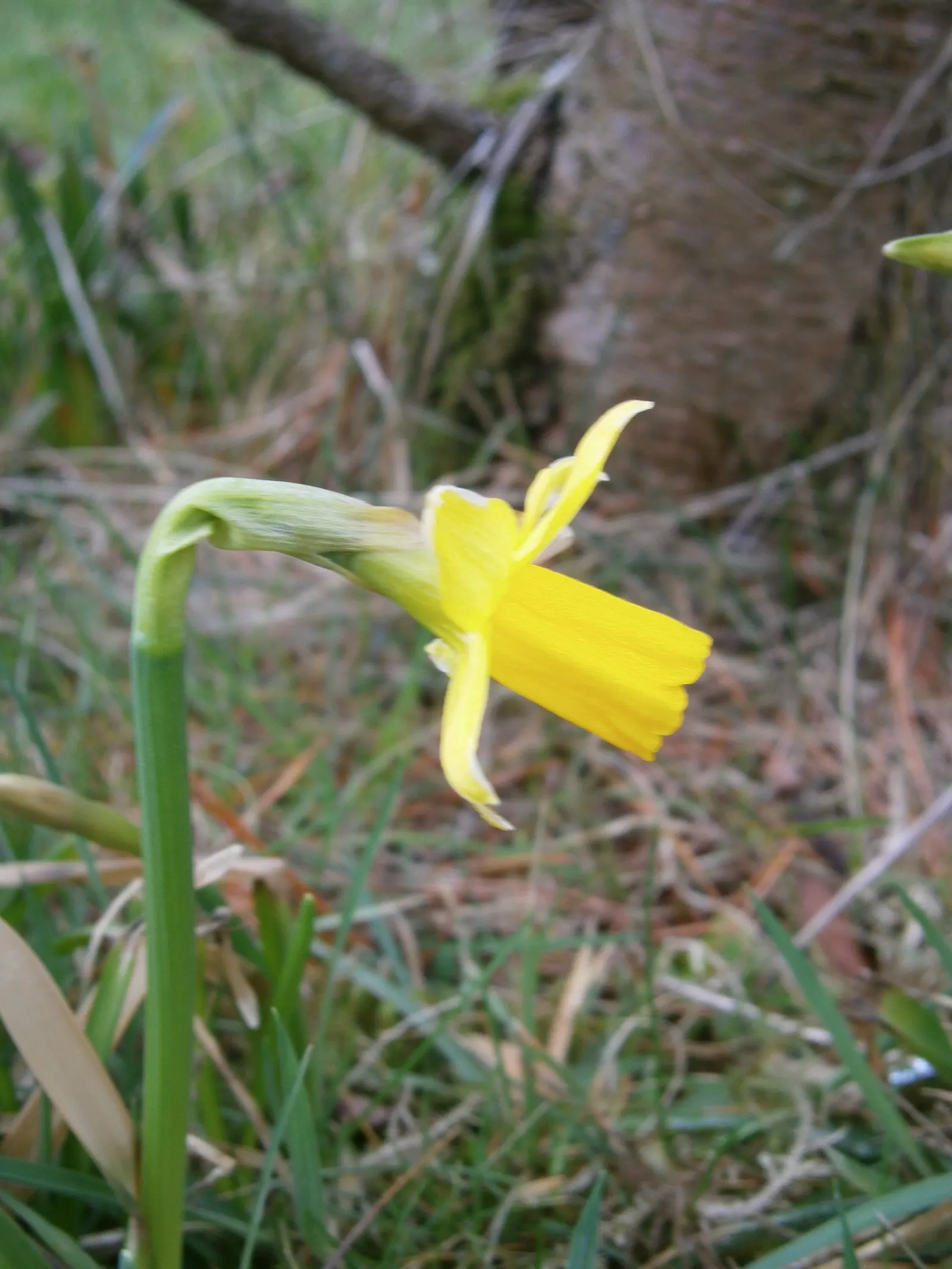 Tete Tete Daffodil (Narcissus 'Tete Tete') — being deer-resistant and perennial; plant the bulbs in the fall, image 58