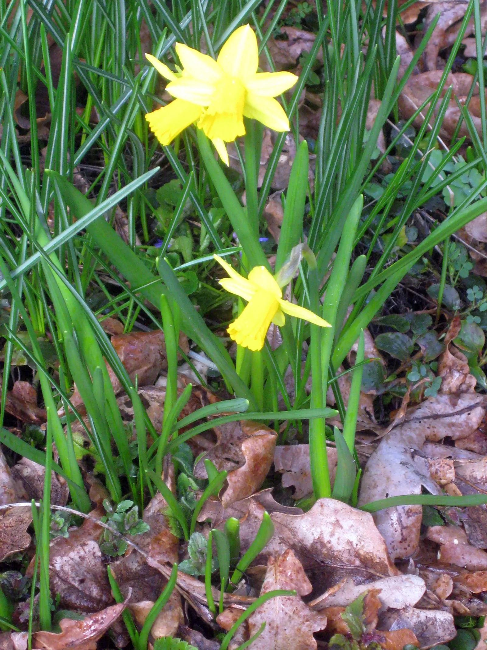 Tete Tete Daffodil (Narcissus 'Tete Tete') — commonly known as the Tete Tete Daffodil