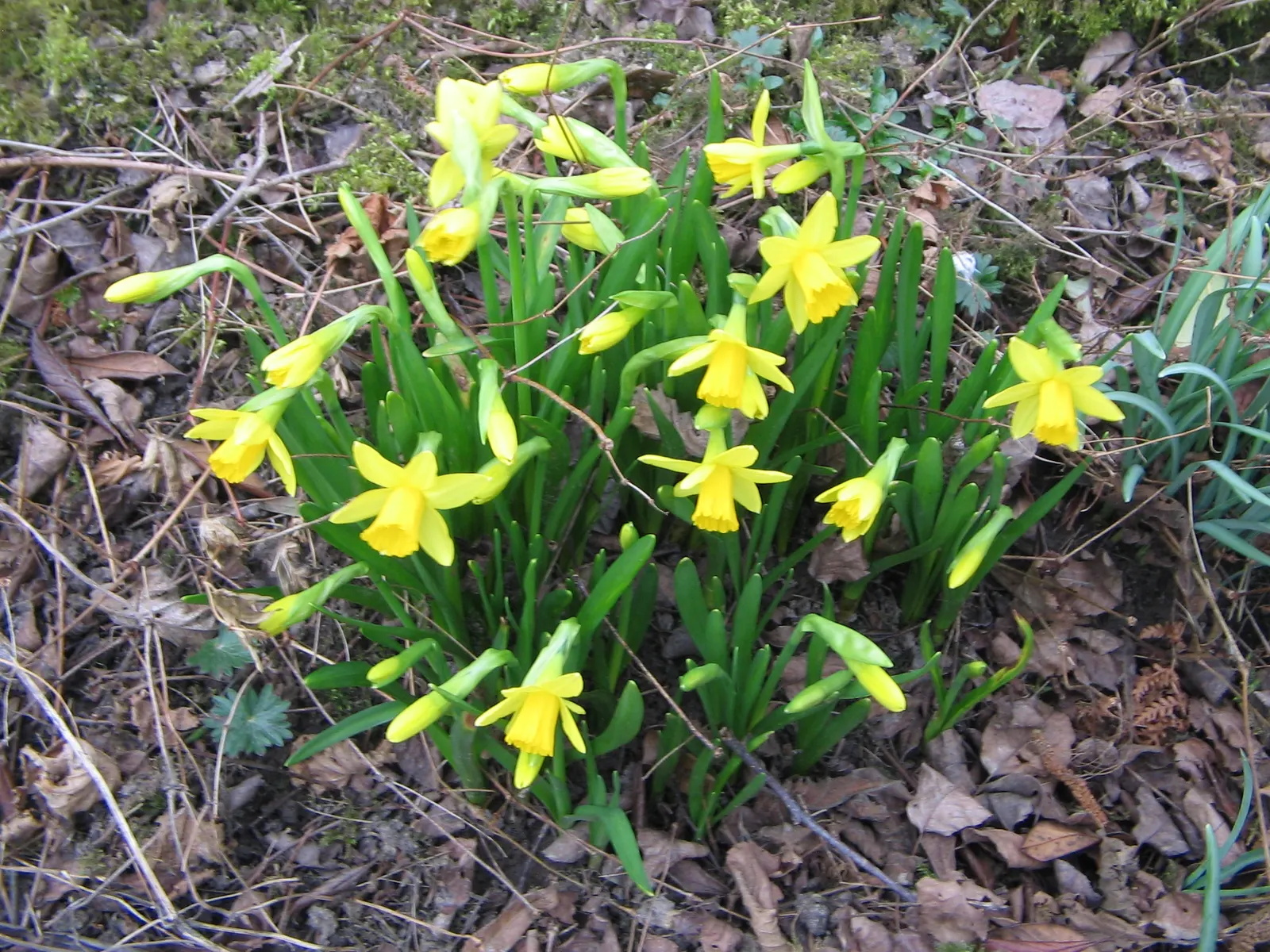 Tete Tete Daffodil (Narcissus 'Tete Tete') — is a vibrant dwarf variety standing approximately 6-8 inches tall; typically reaching a modest height, image 54