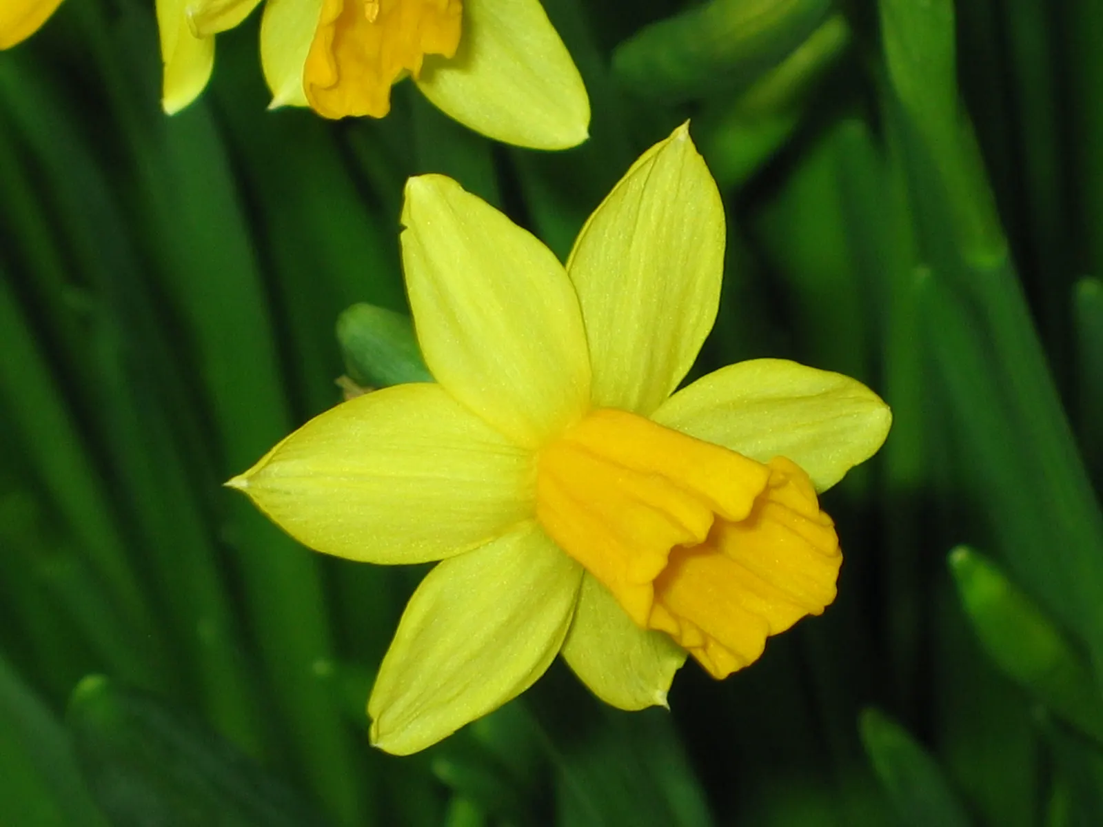 Tete Tete Daffodil (Narcissus 'Tete Tete') — Their delightful color and size are well-suited for rock gardens; commonly referred to as the Tete Tete Daffodil