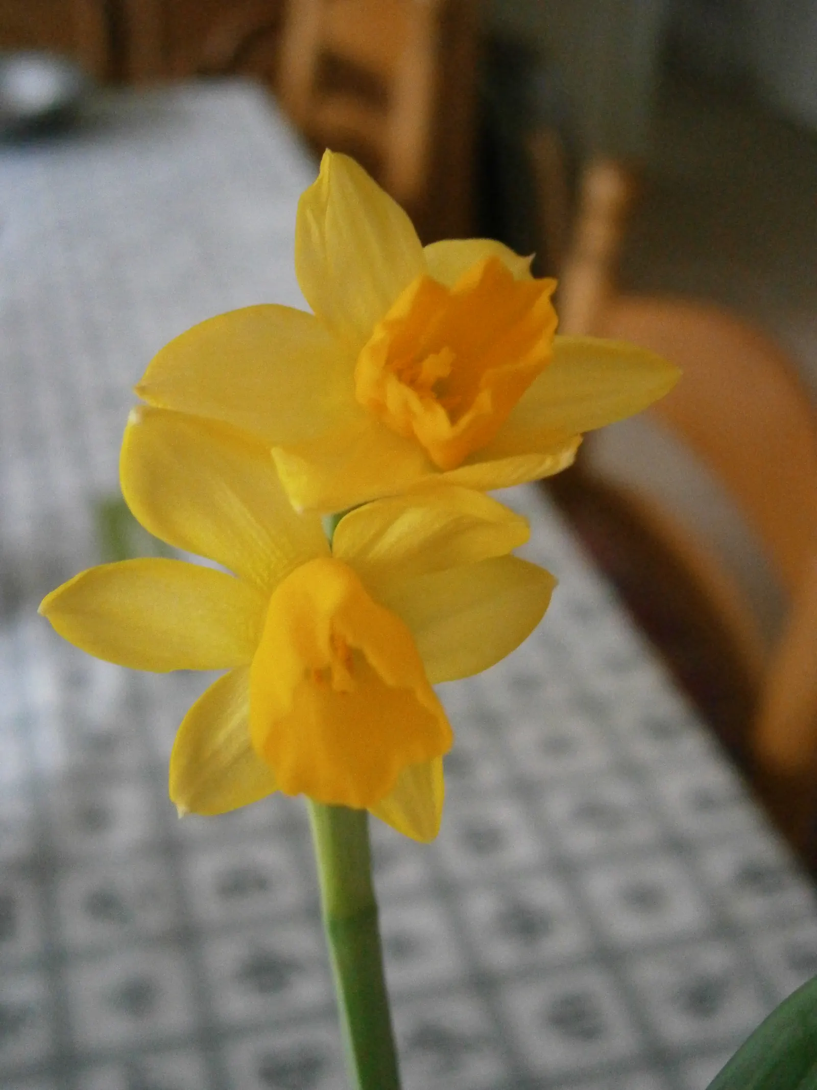Tete Tete Daffodil (Narcissus 'Tete Tete') — Their delightful color and size are well-suited for rock gardens