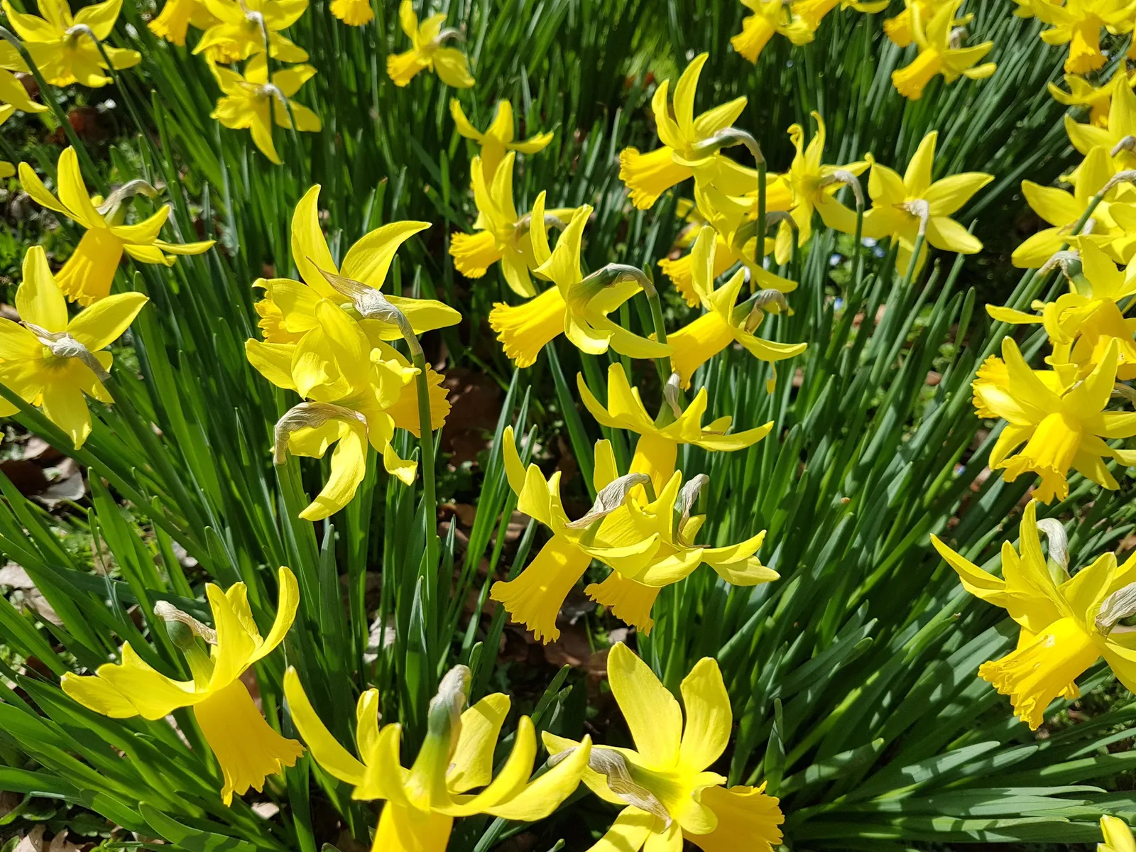 Tete Tete Daffodil (Narcissus 'Tete Tete') — commonly referred to as the Tete Tete Daffodil; their delightful color and size are well-suited for rock gardens