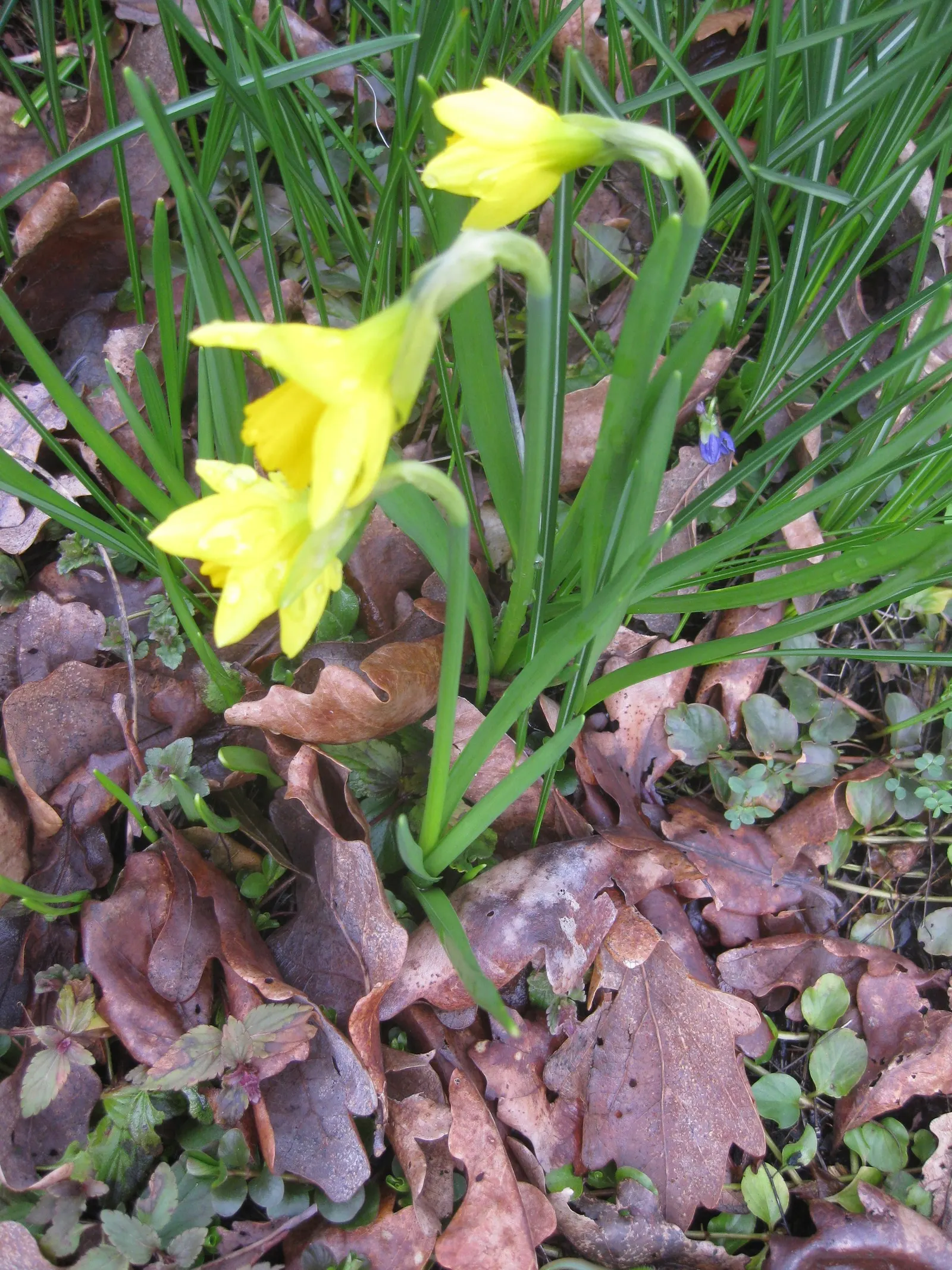 Tete Tete Daffodil (Narcissus 'Tete Tete') — it creates stunning visual impact with minimal care; being deer-resistant and perennial