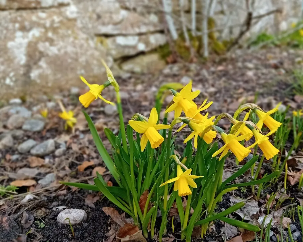 Tete Tete Daffodil (Narcissus 'Tete Tete') — It prefers full sun to partial shade and well-draining soil